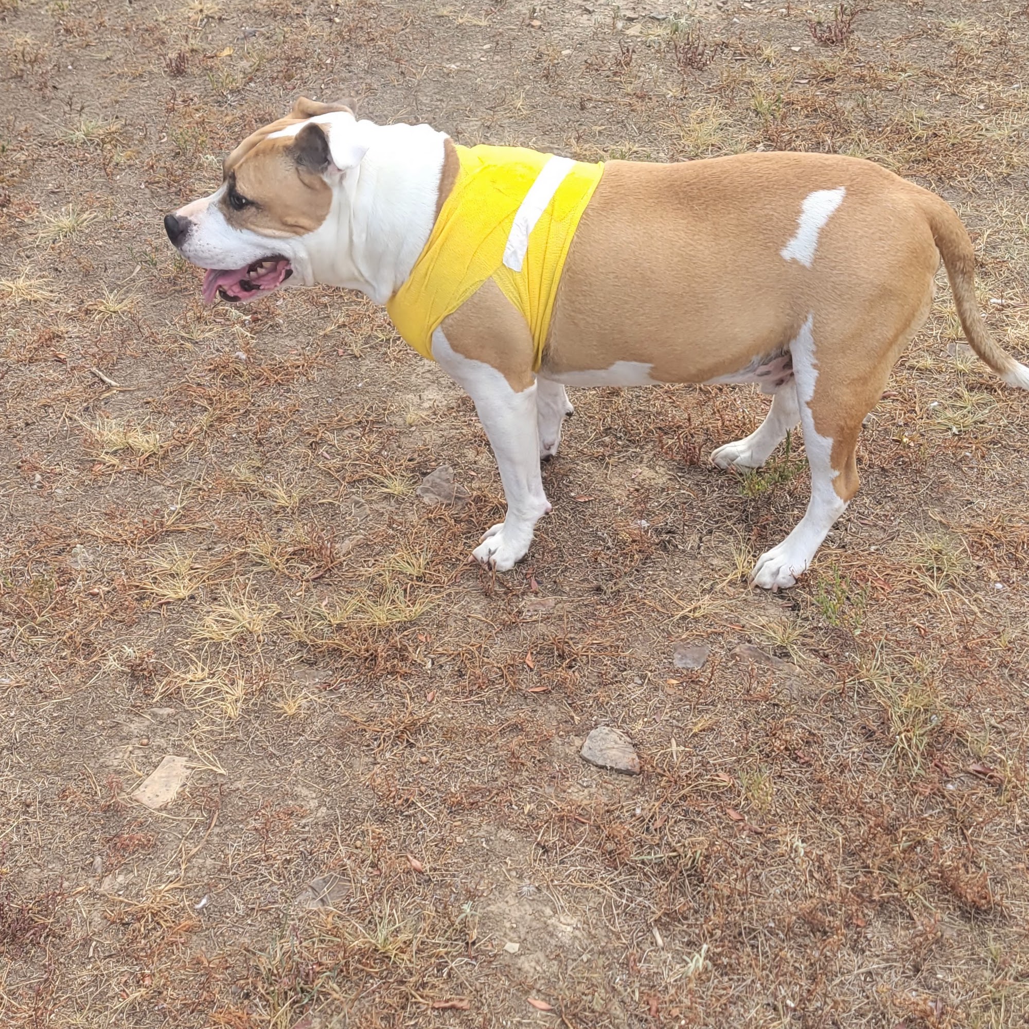 Le Flore County Veterinary Poteau