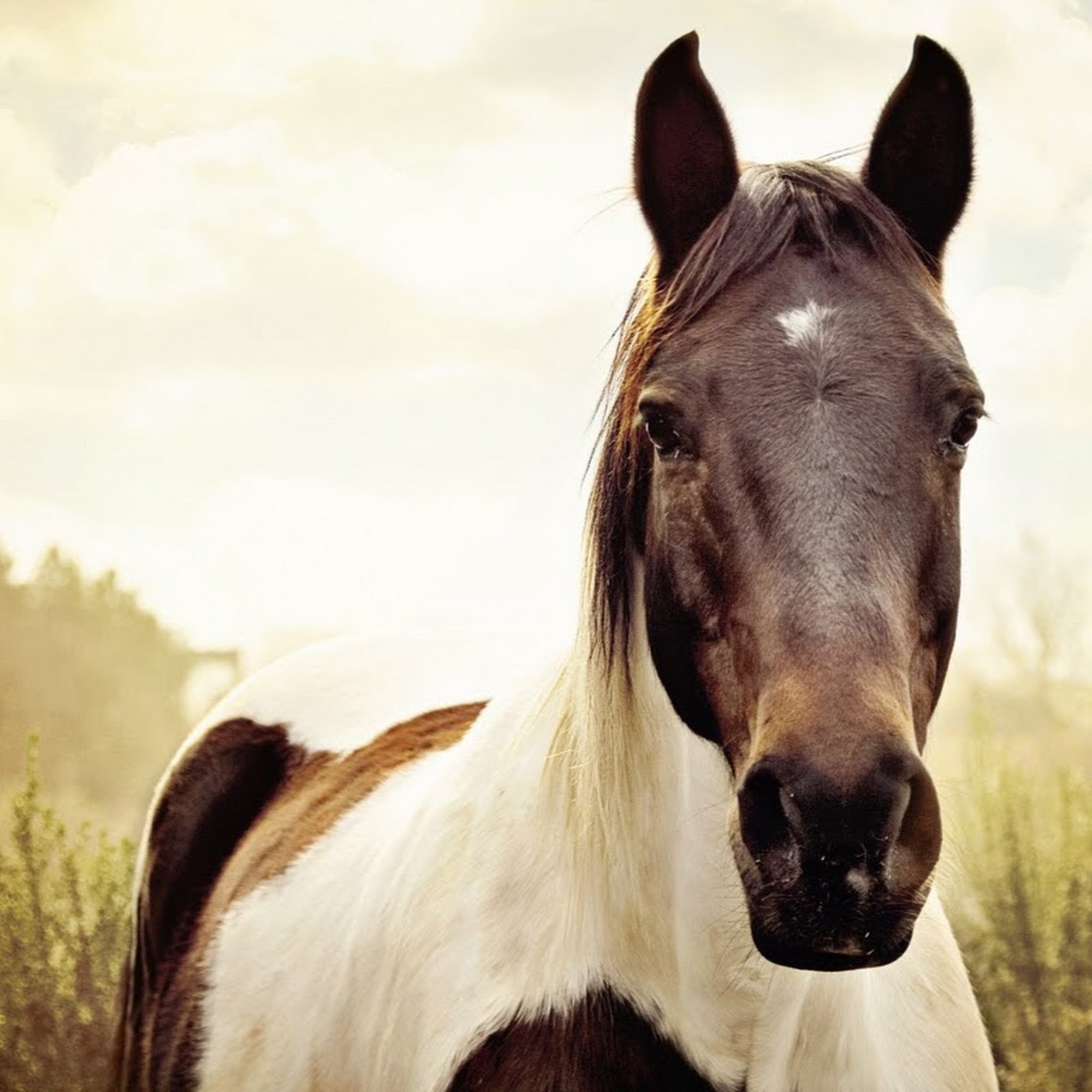 Pryor Veterinary Hospital Pryor