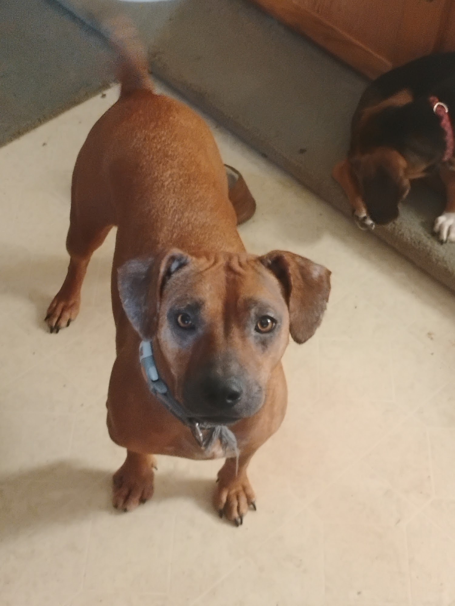 Rockin' G Animal Shelter Pryor