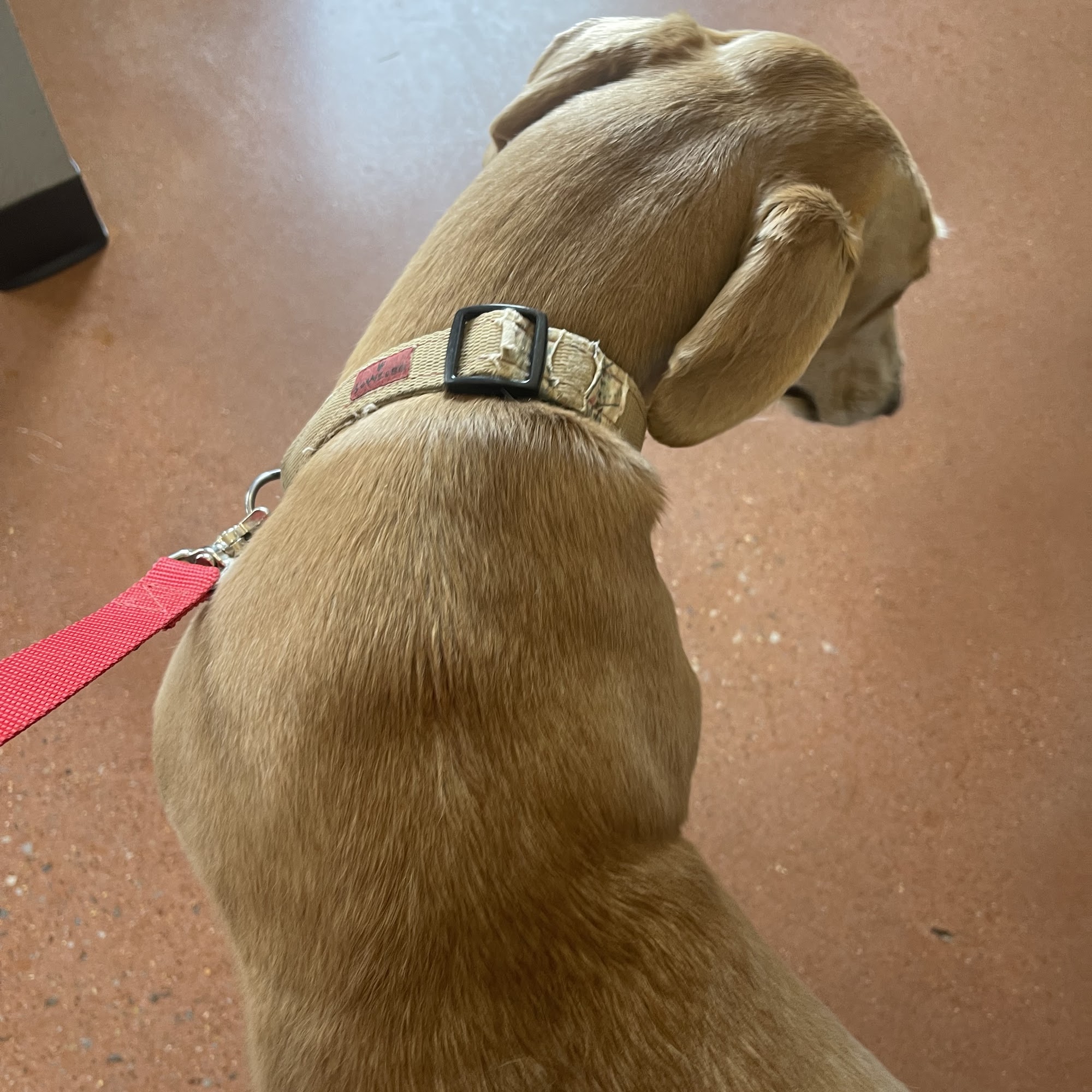 Walnut Creek Animal Hospital & Pet Resort Purcell