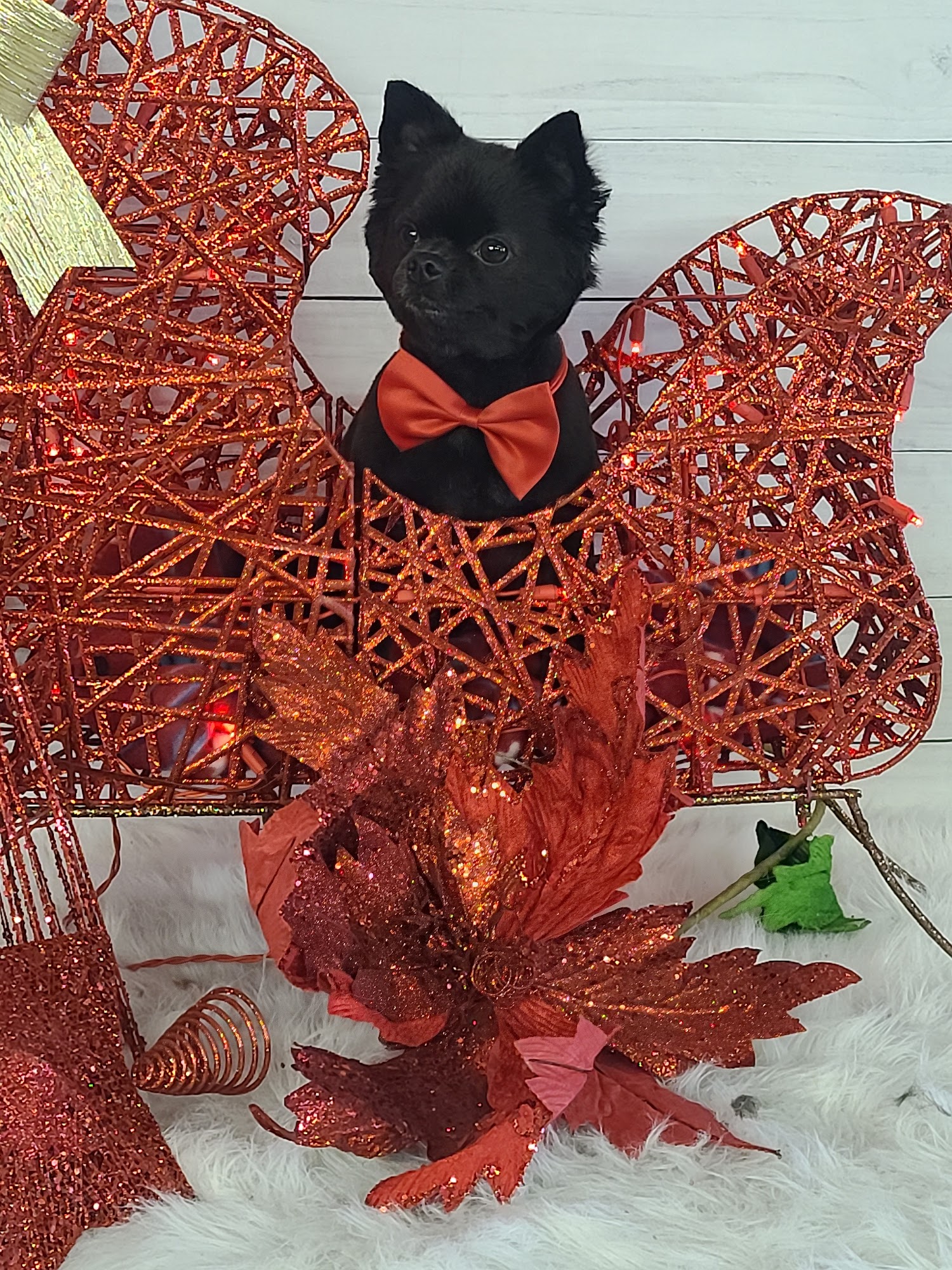 Oh, For Pet's Sake Purcell