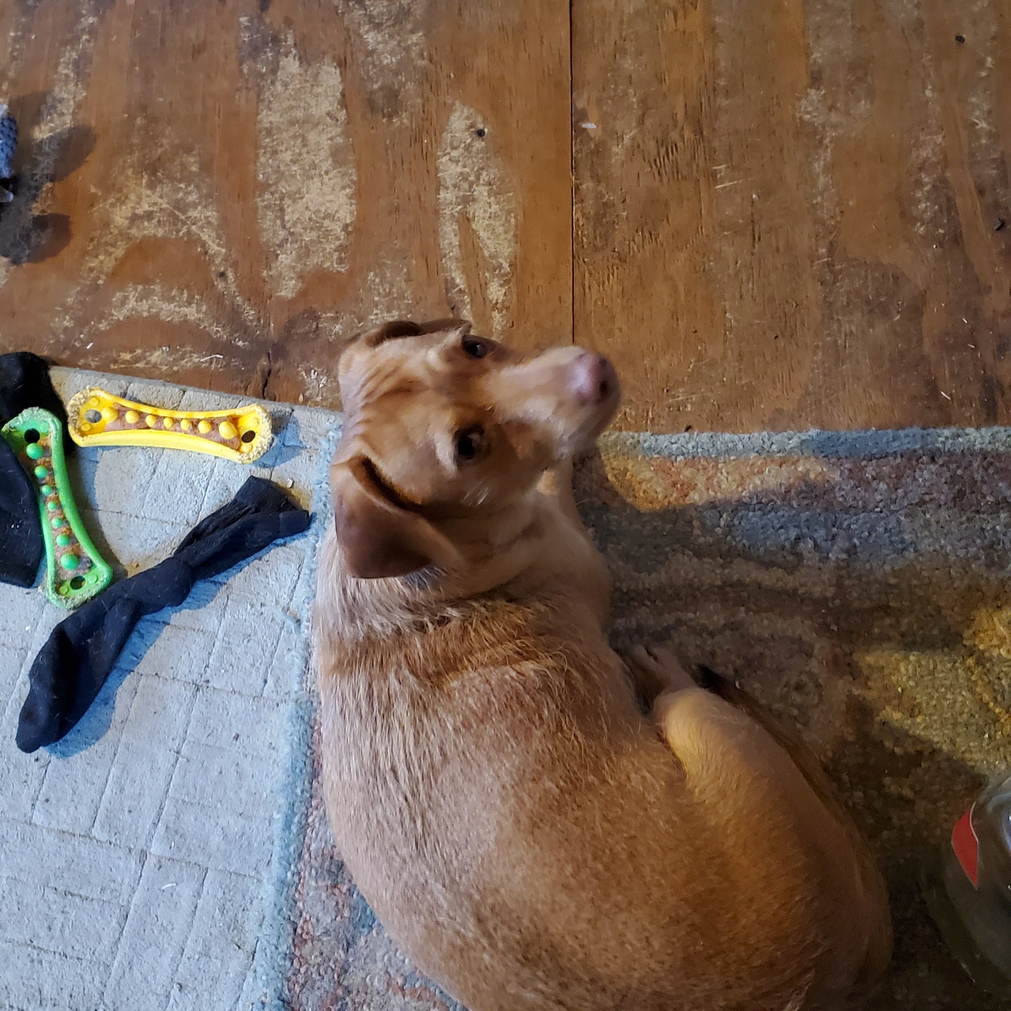 Animal Medical Clinic: Wolf Gary L DVM Salina