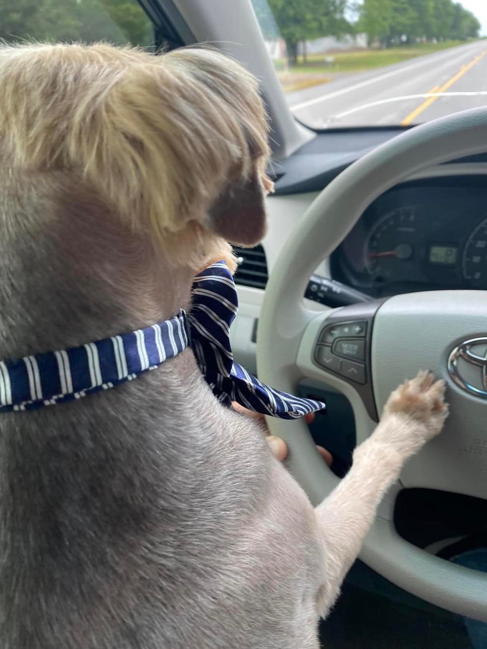 Blue Ribbon Grooming Sallisaw