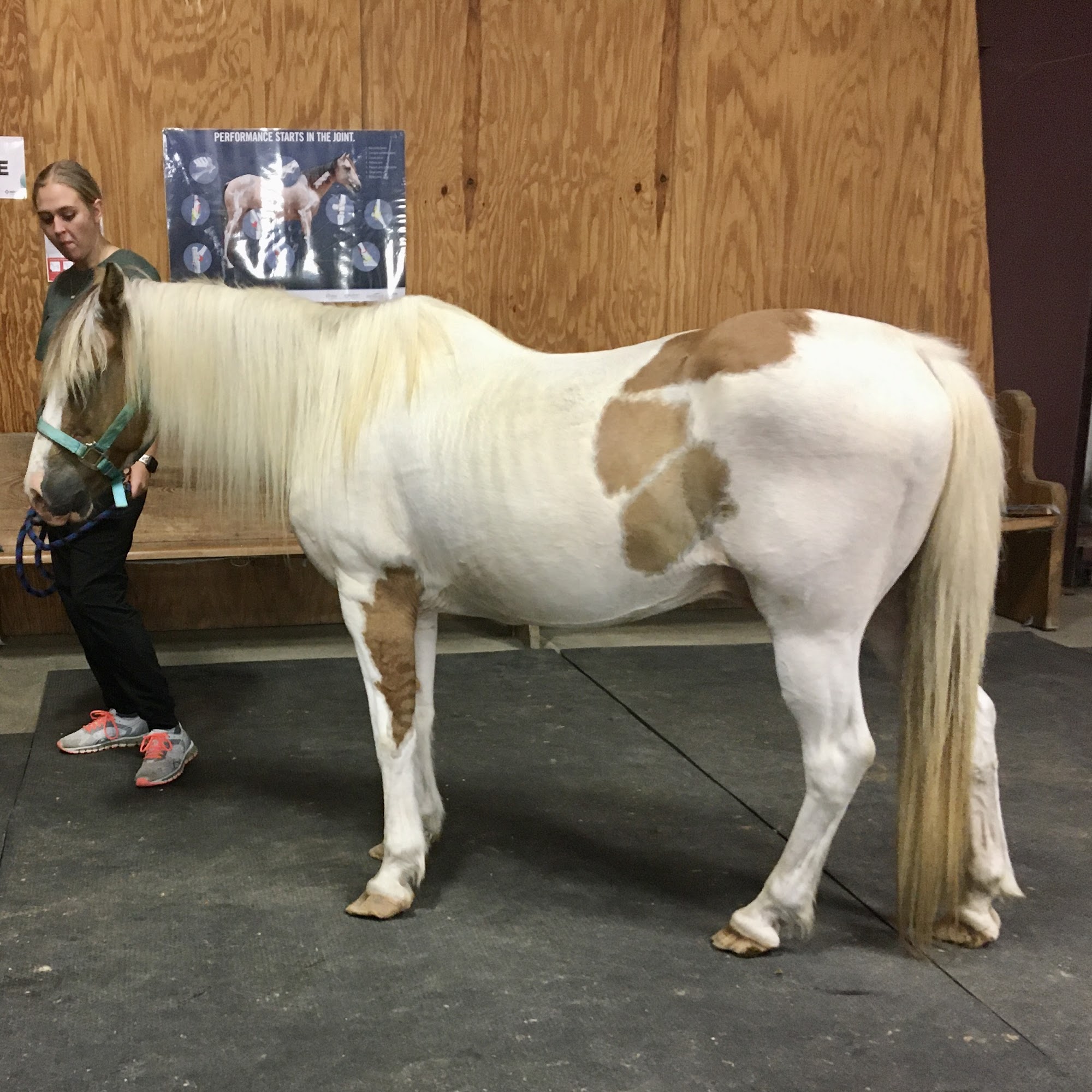 Mckey Equine Hospital Sallisaw