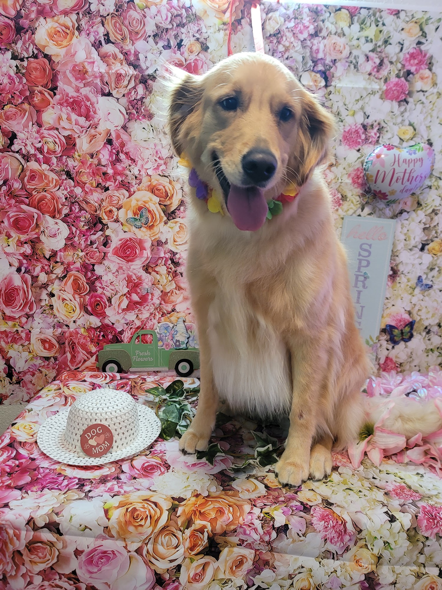 June Bugs Pet Salon and Resort Sand Springs