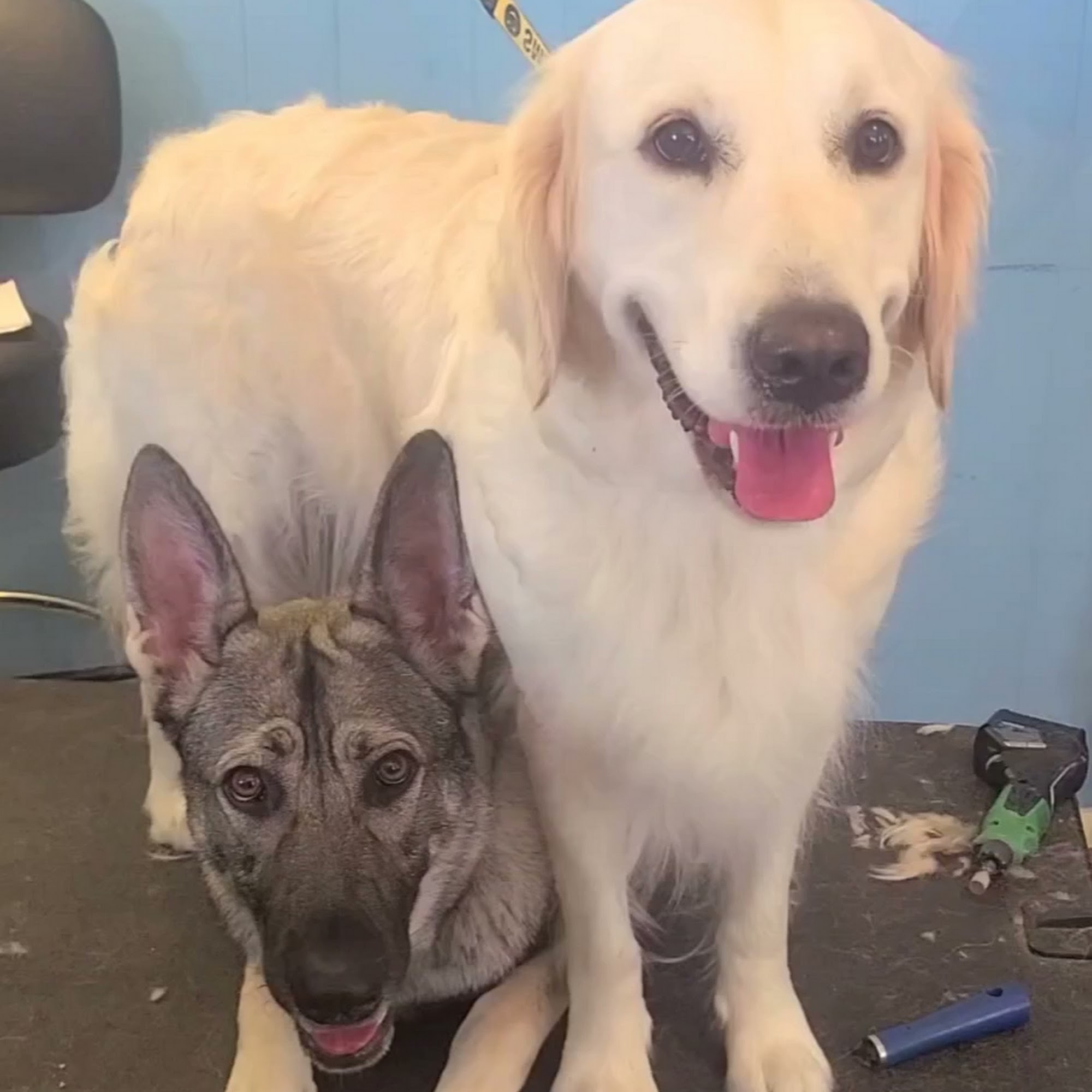 Paula's Paw Spa Sand Springs