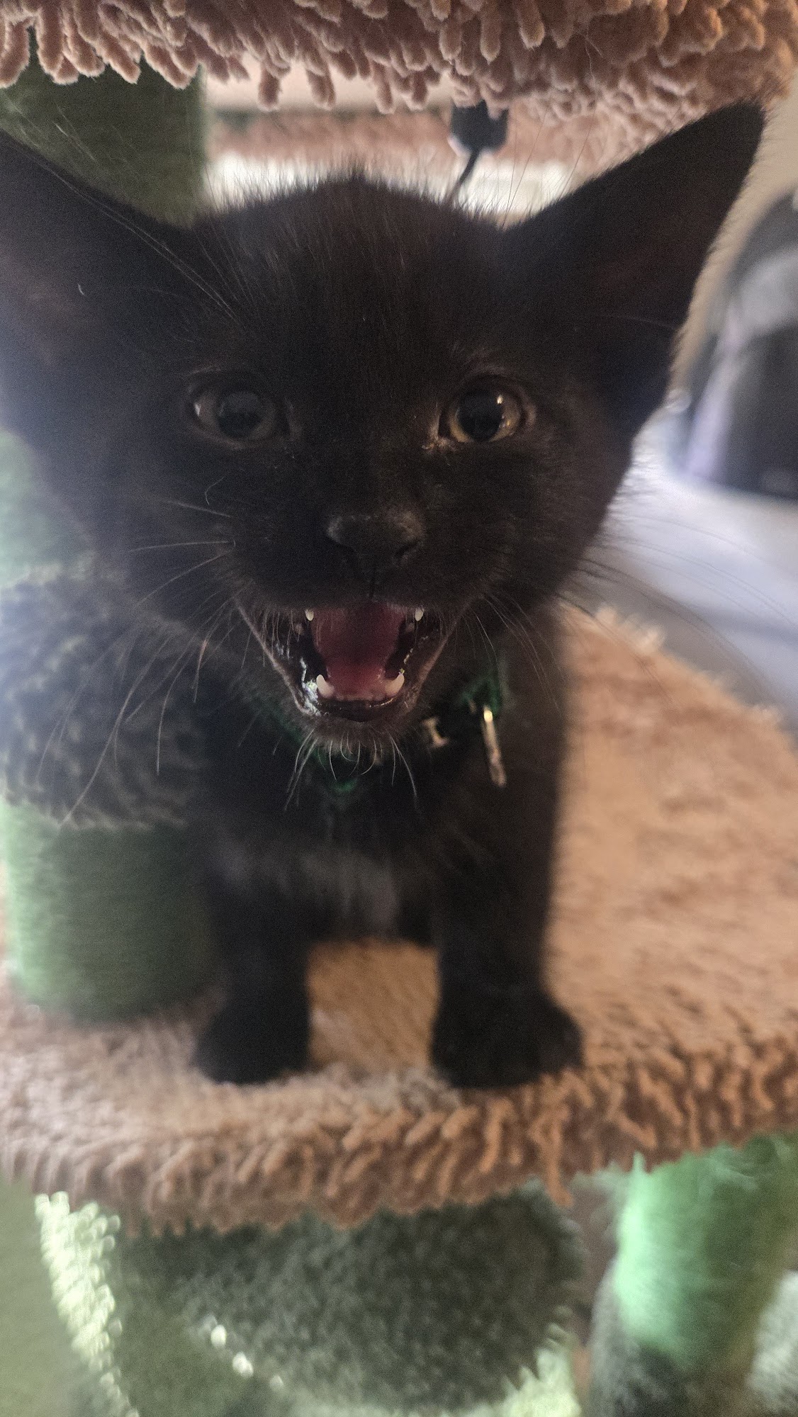 Sapulpa Animal Shelter Sapulpa