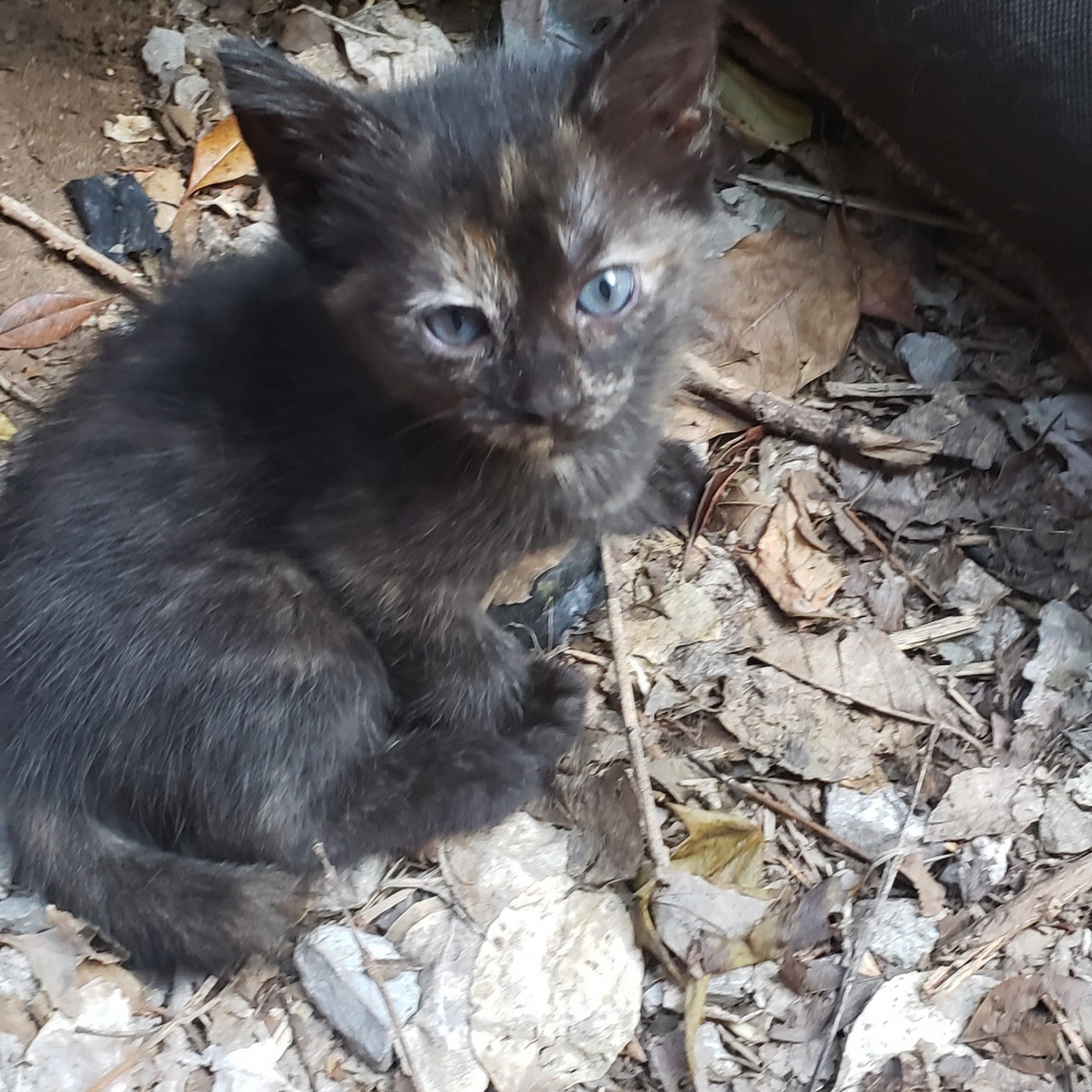 State Street Animal Hospital Seminole