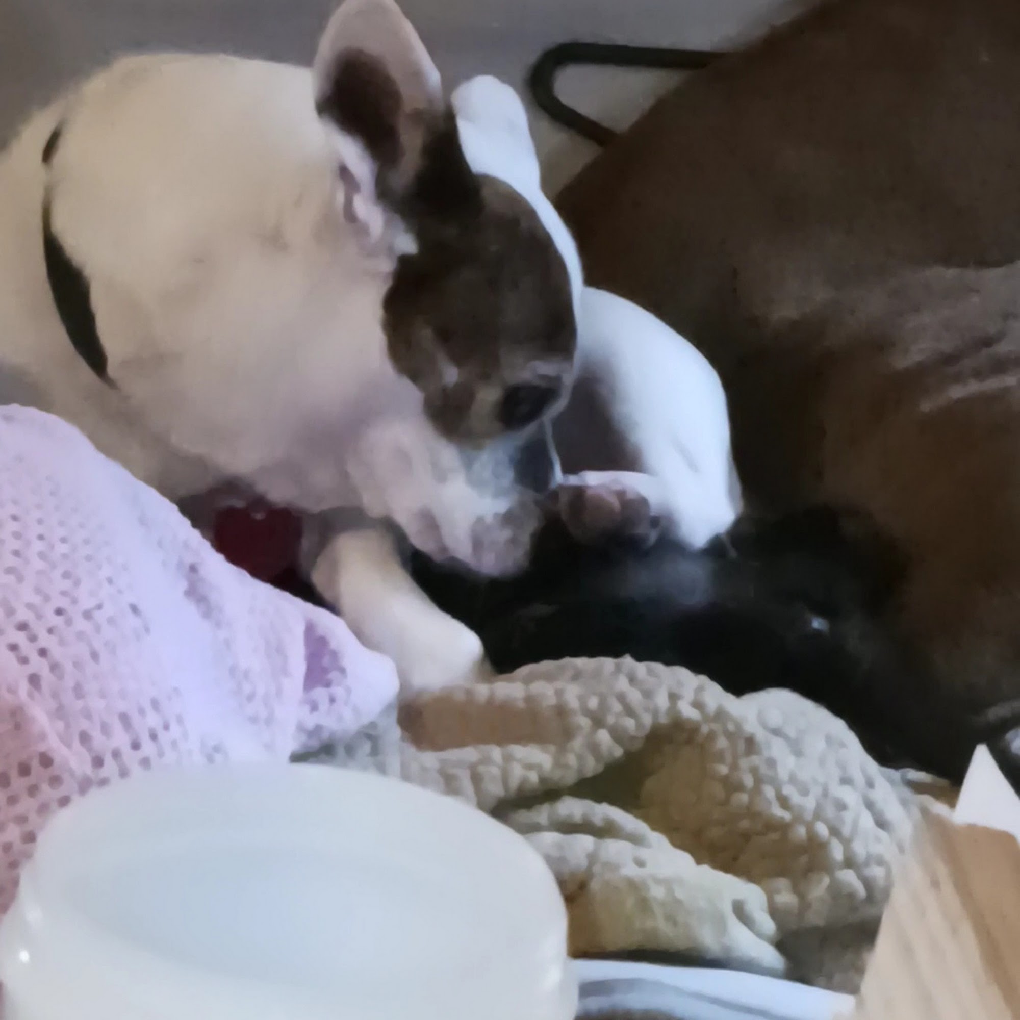 Town & Country Veterinary Clinic Shawnee