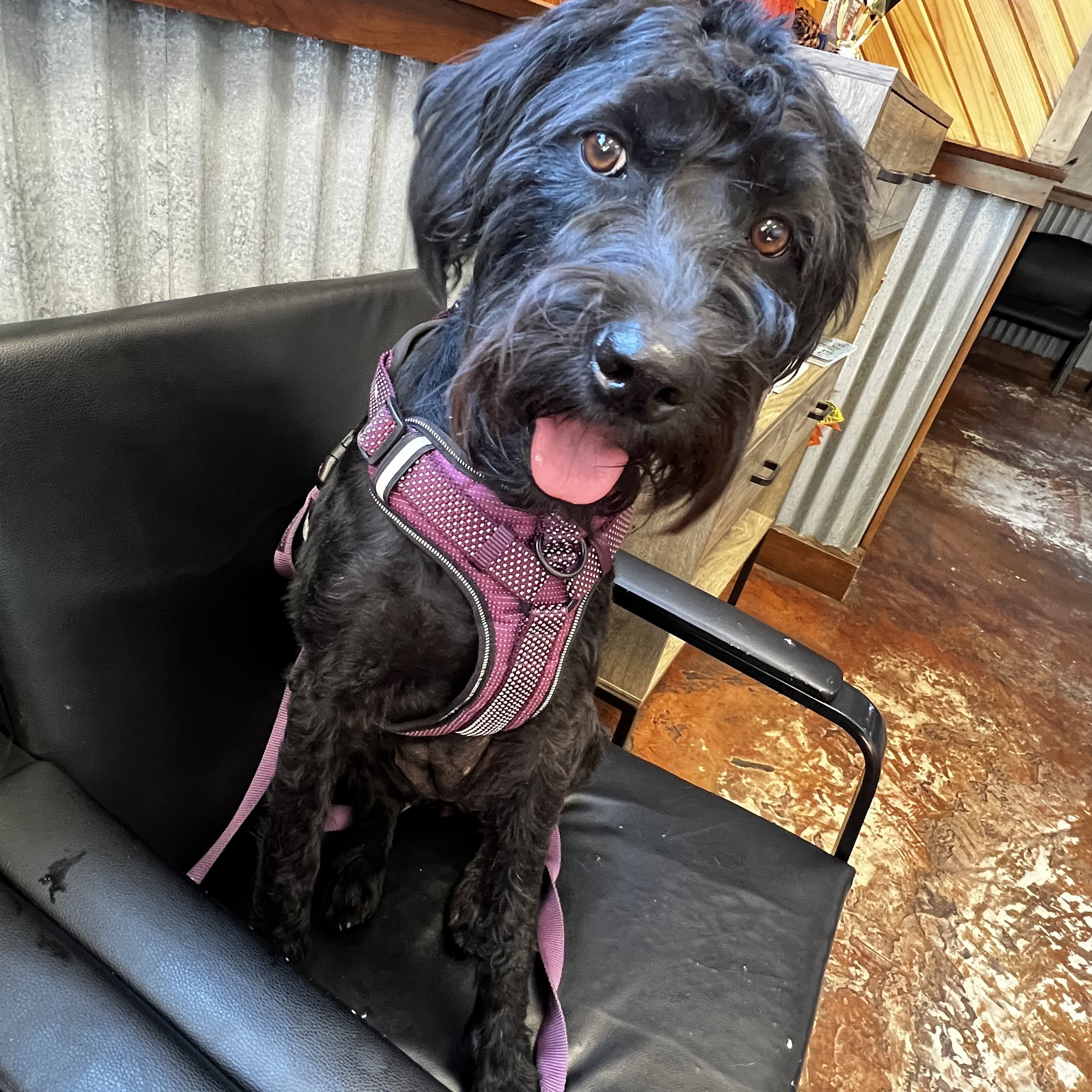 Shawnee Animal Hospital Shawnee