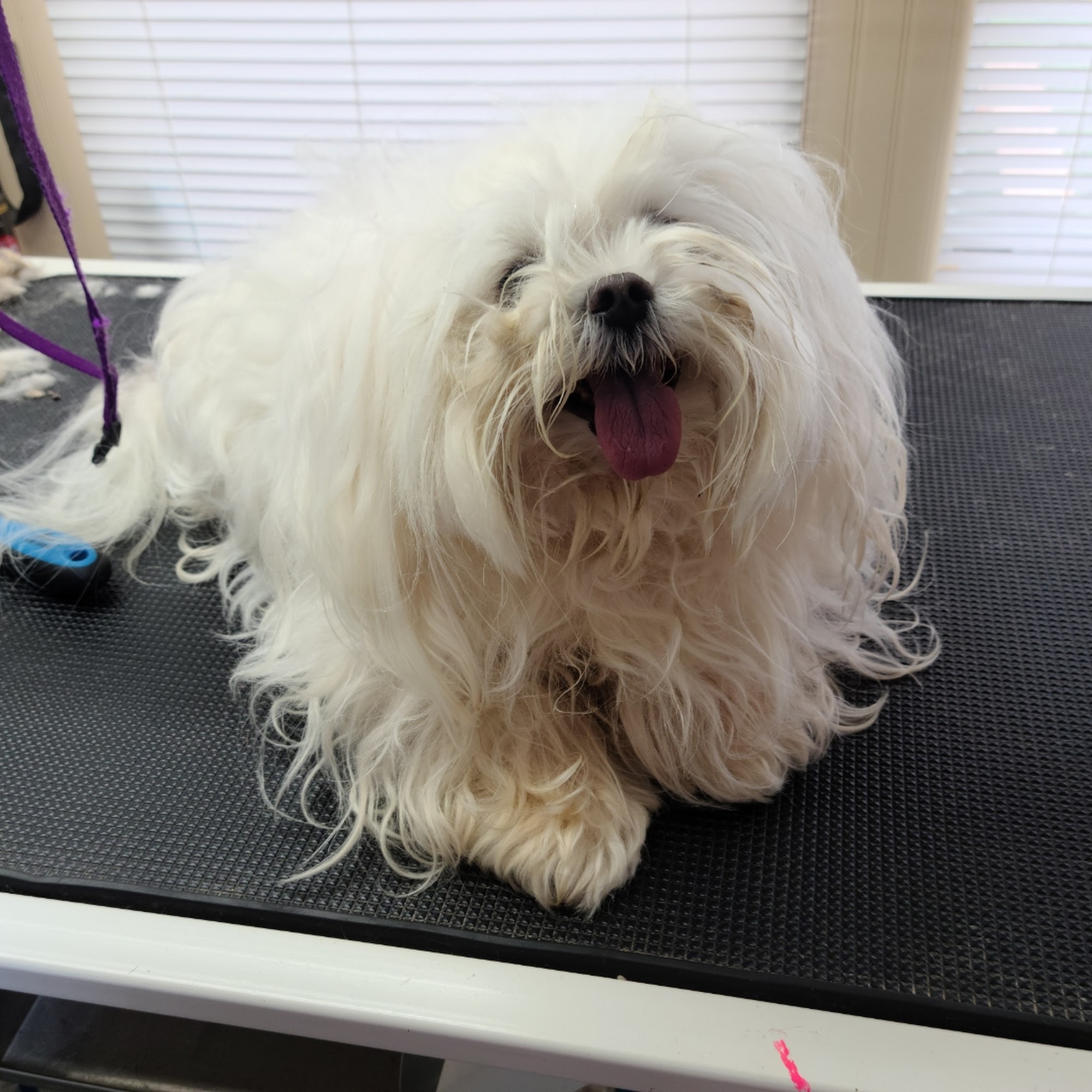 Kristies Grooming Services Shawnee