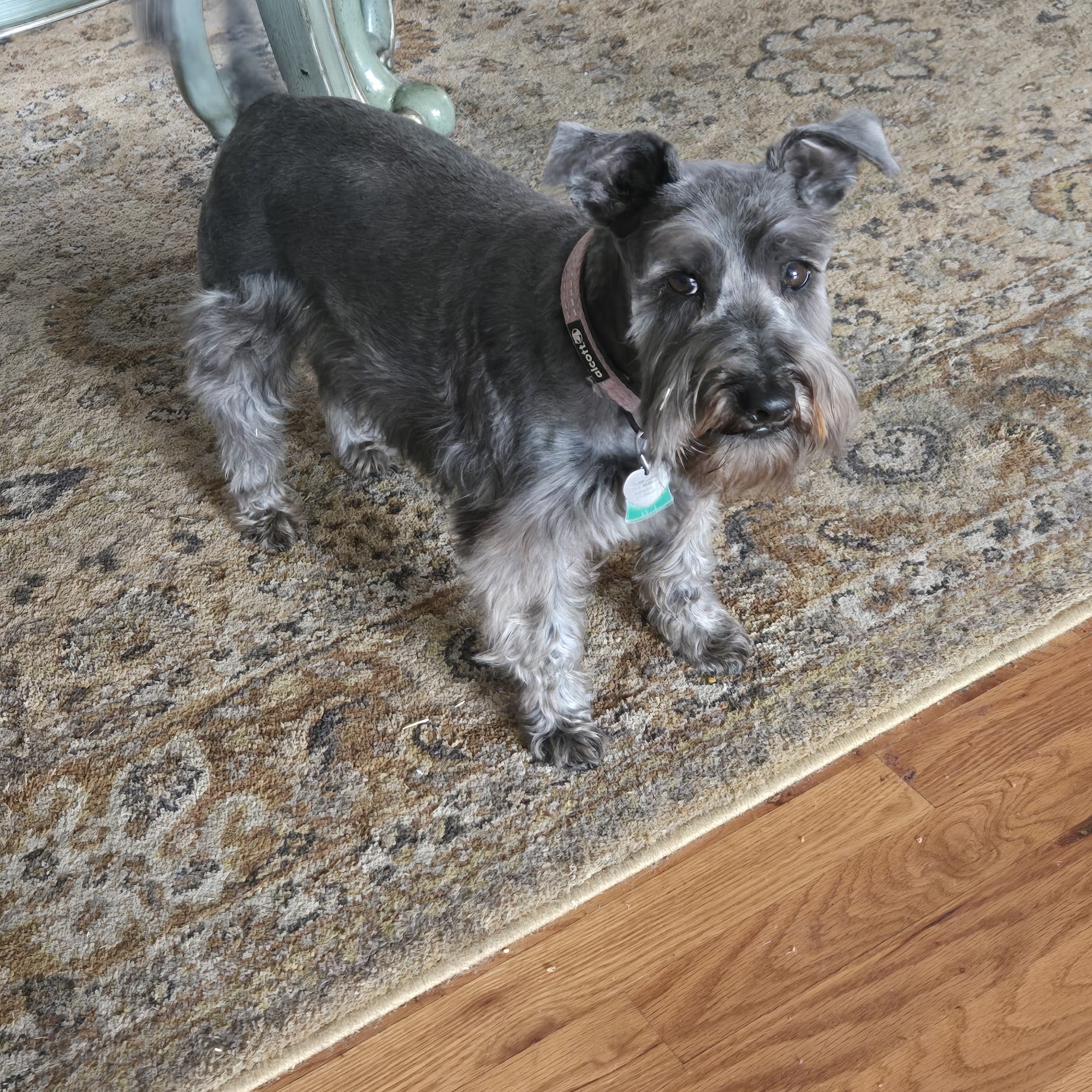 Groomingdales Shawnee