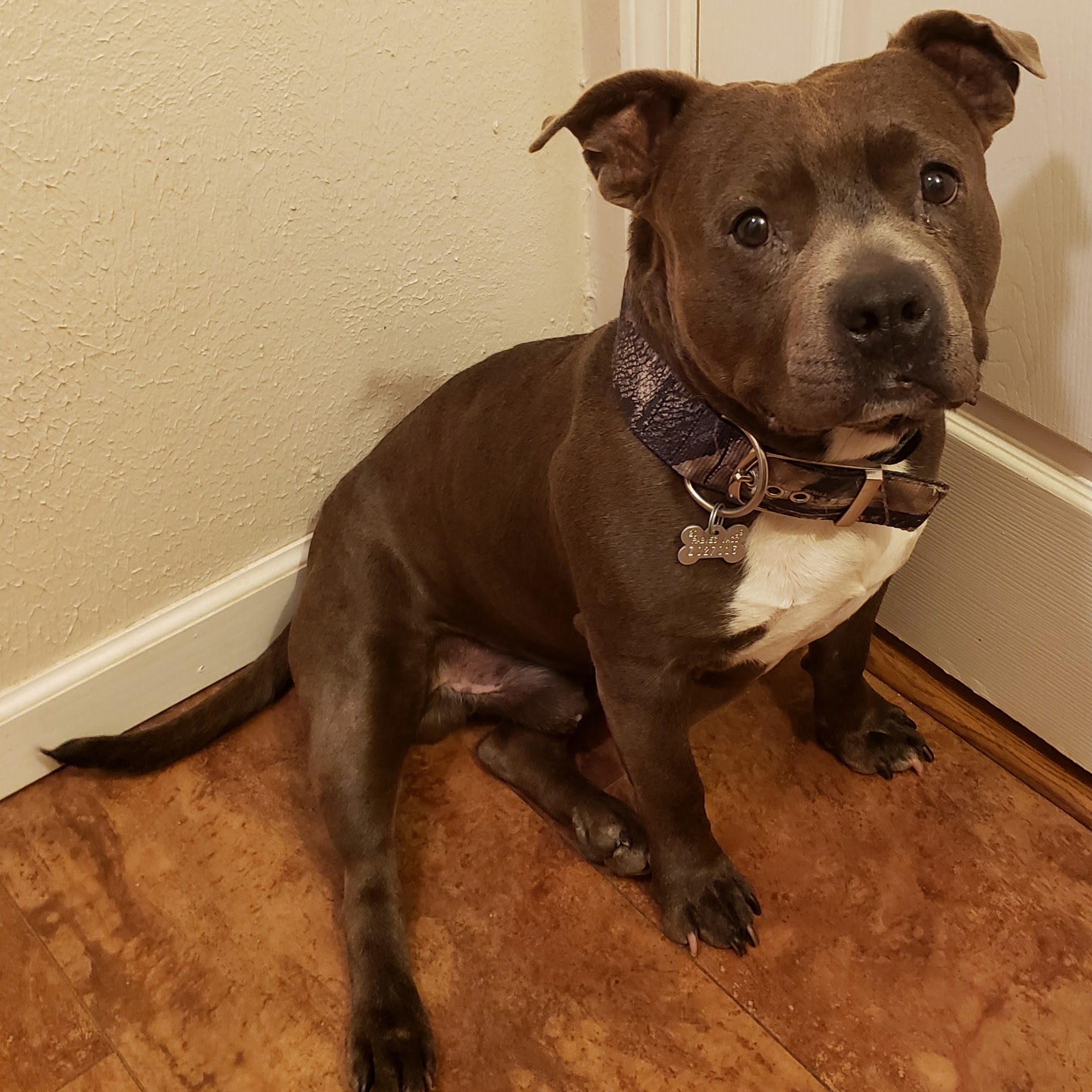 Cooper's Dog Boarding Shawnee