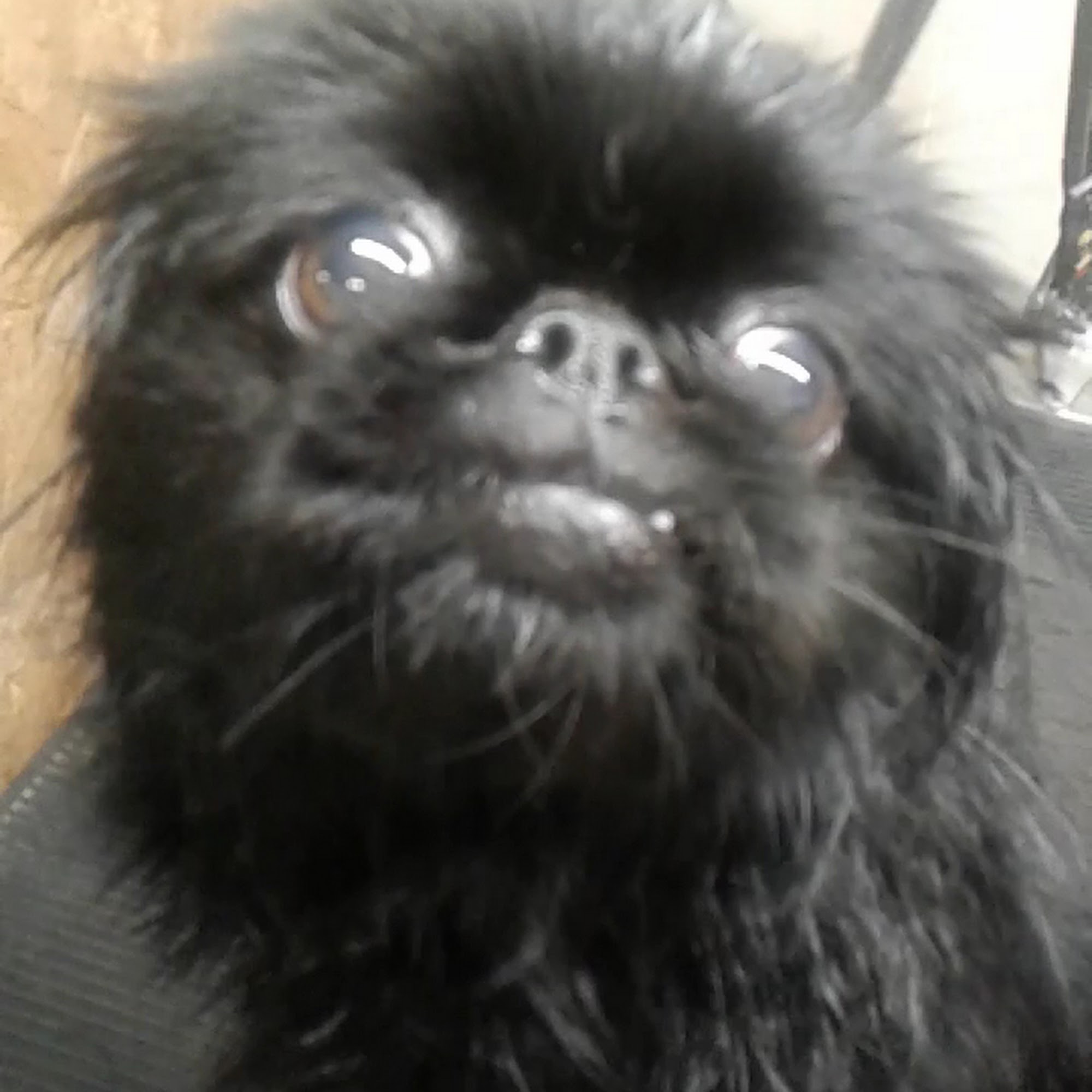 T's Pet Grooming Shawnee