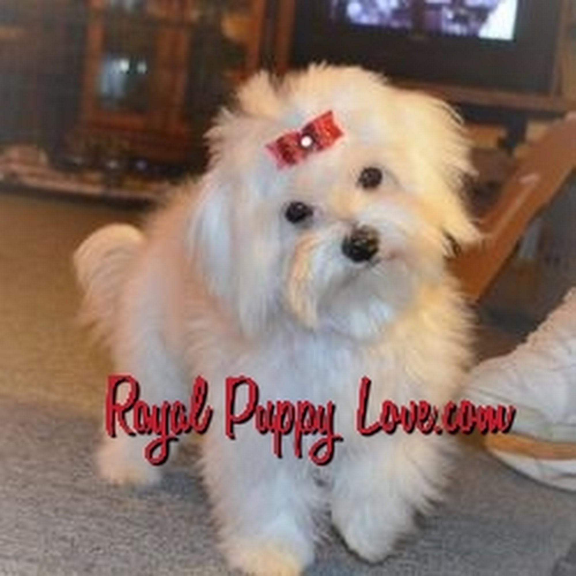 Royal Puppy Love-Maltese and Miniature Schnauzer Puppies Shawnee