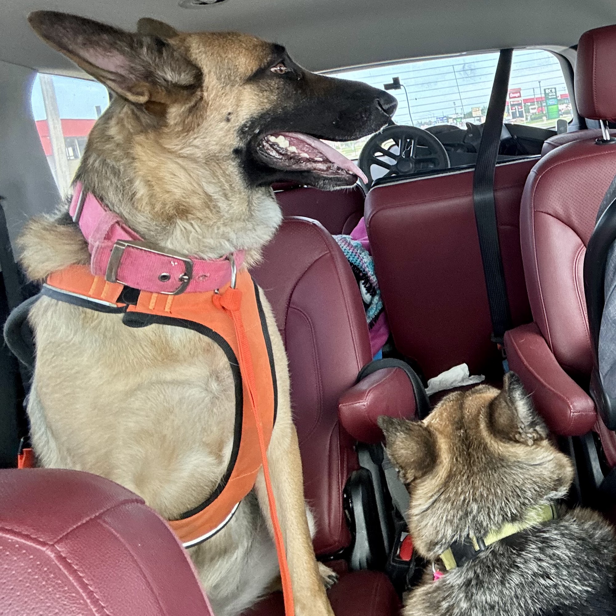 Skiatook Animal Clinic Skiatook