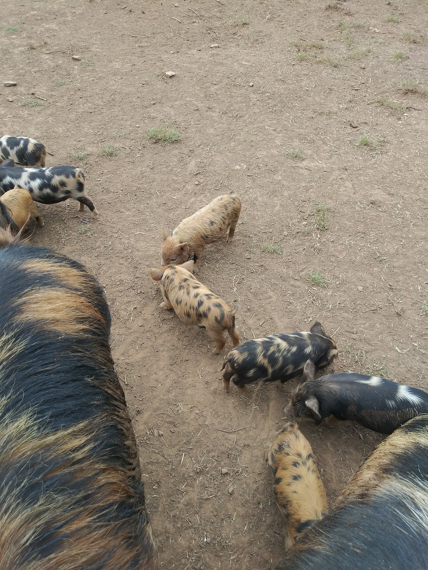 Spiro Veterinary Clinic Inc Spiro