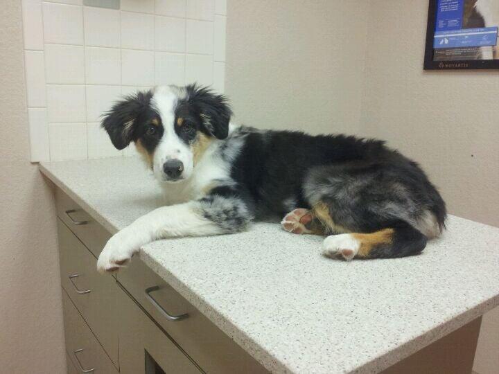 Cimarron Animal Clinic Stillwater