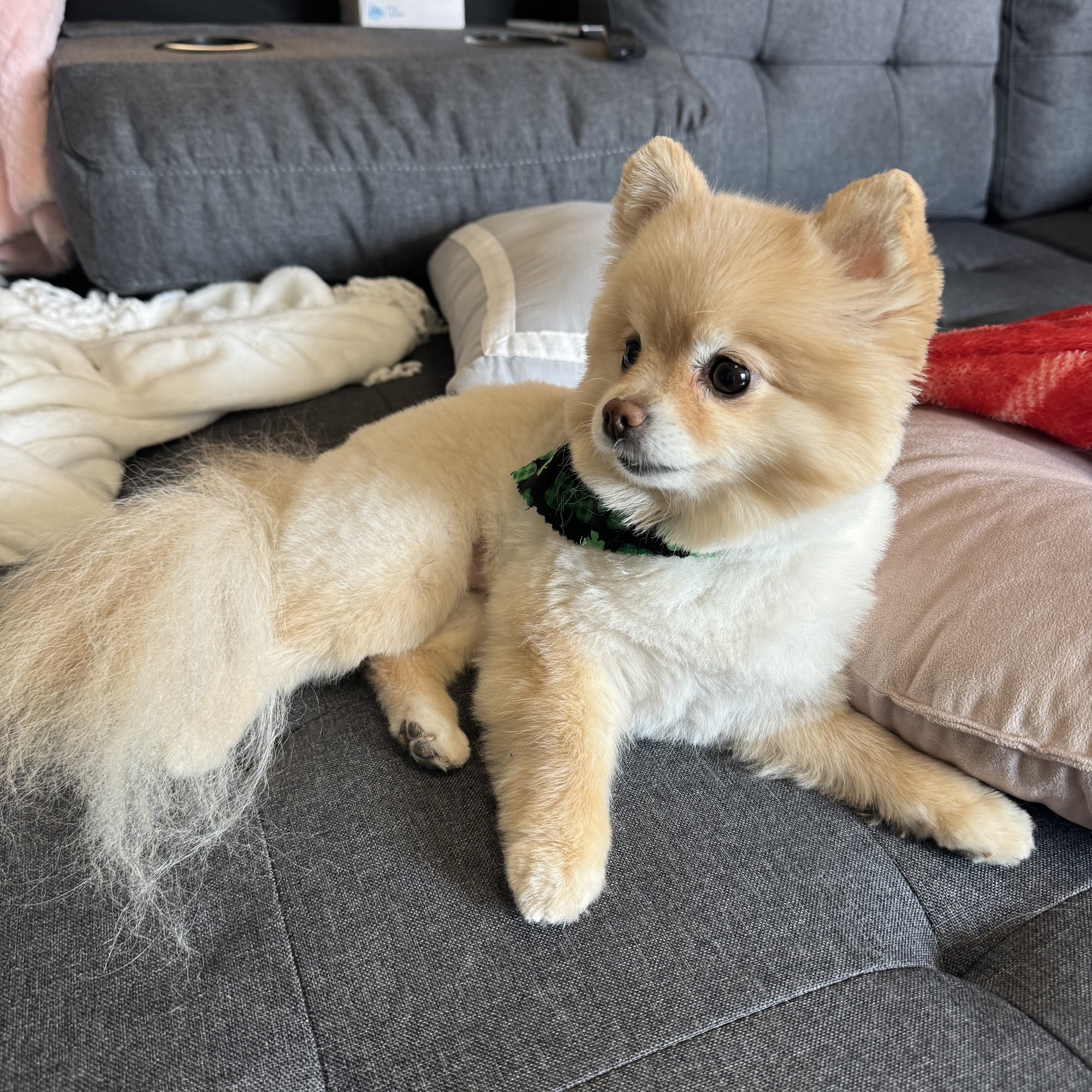 Bow Wow Bouffant Groom Room Stillwater