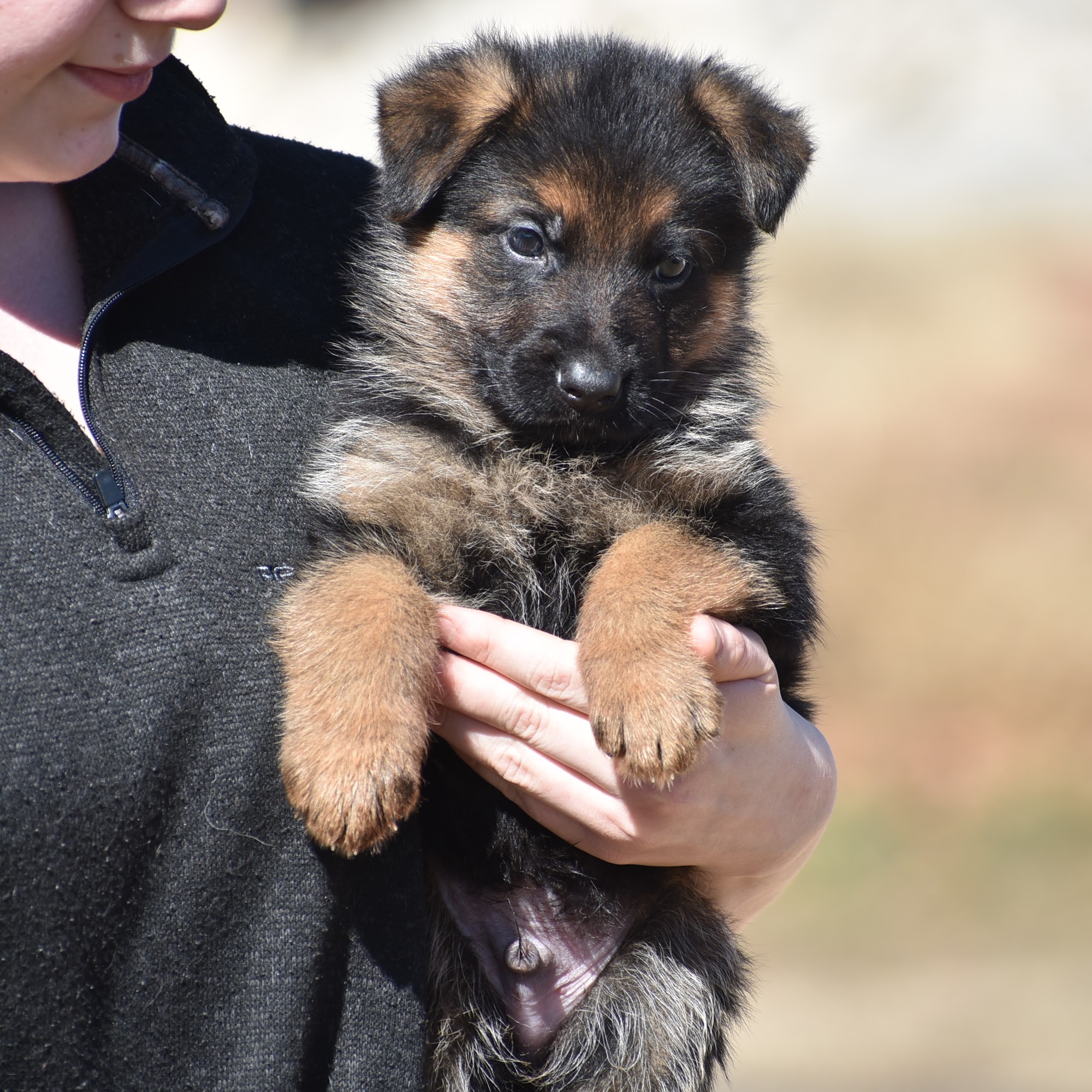 Vom Haus Berg German Shepherds Stillwater