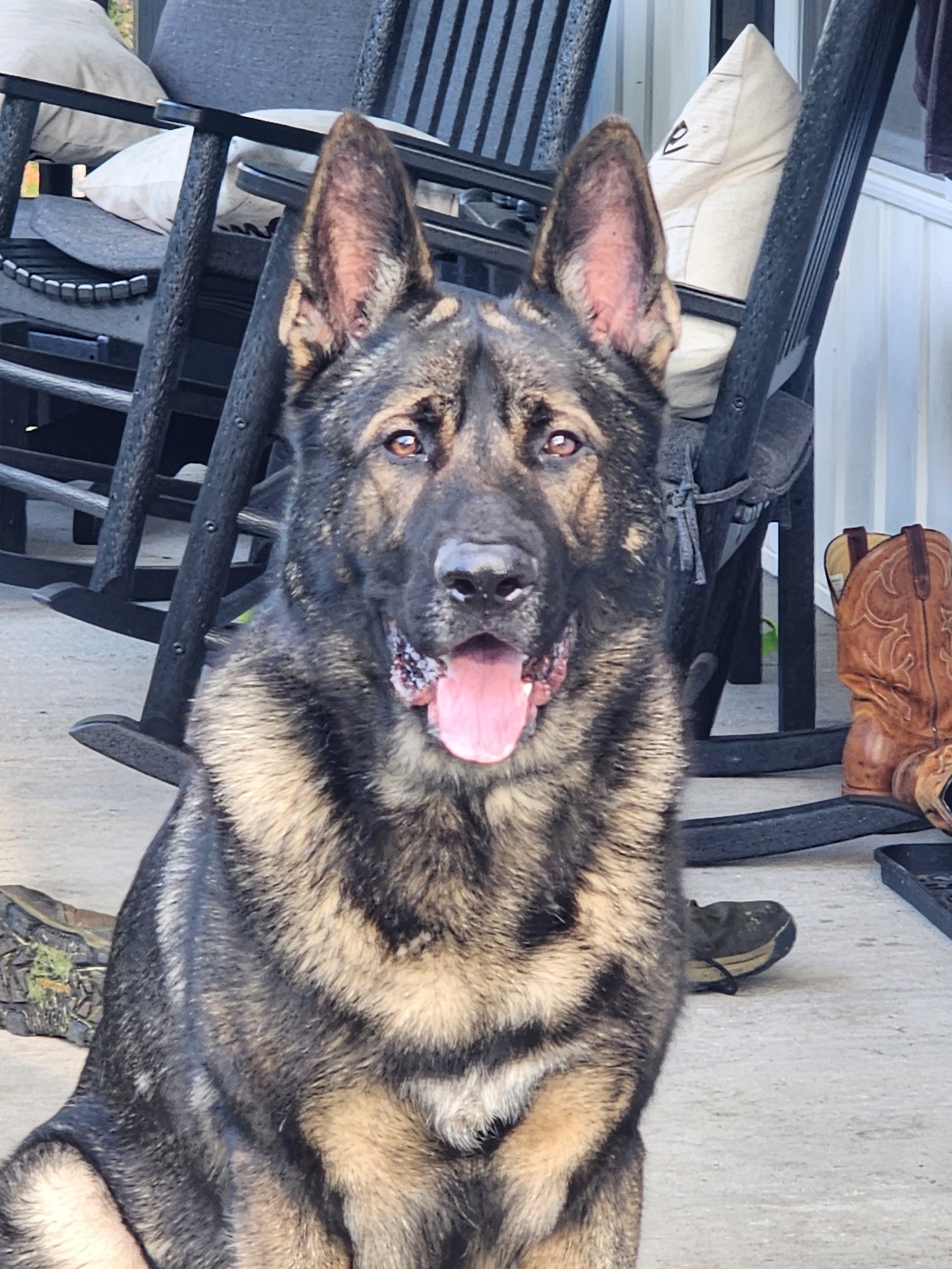 Vom Haus Berg German Shepherds Stillwater