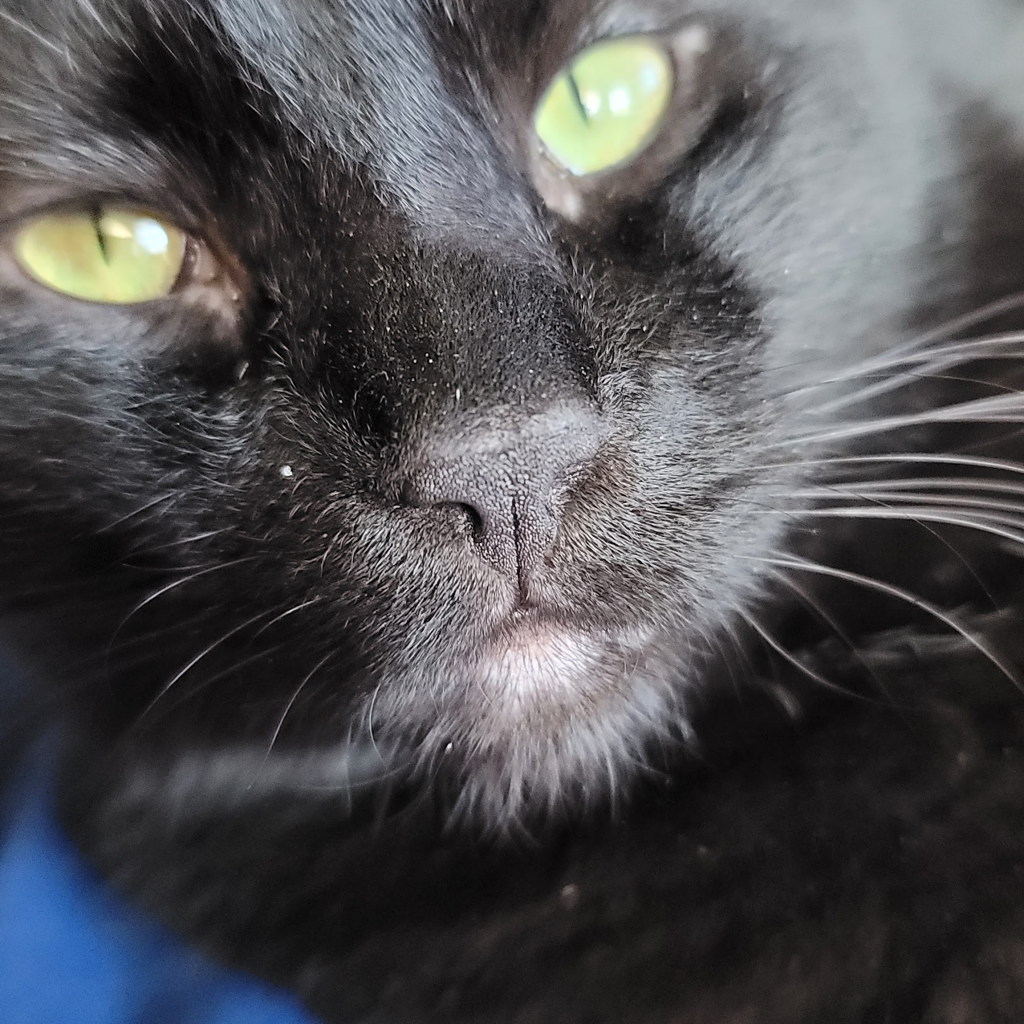 Associated Veterinary Clinic Tahlequah