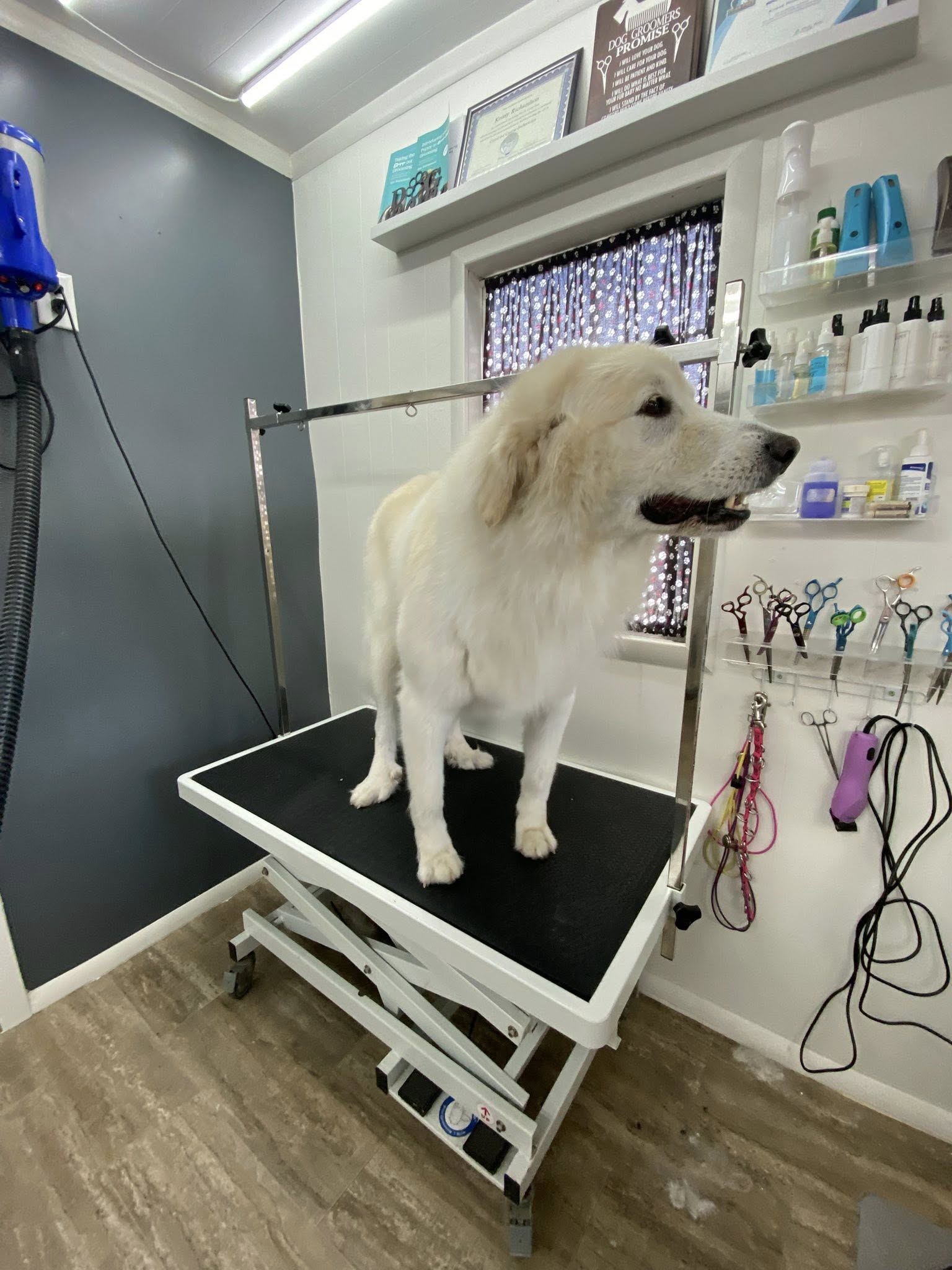 Flying Fur Dog Spa Tahlequah