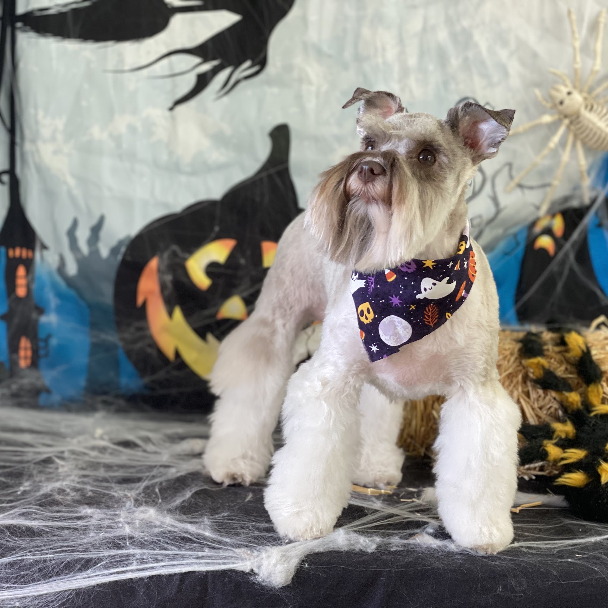 Flying Fur Dog Spa Tahlequah