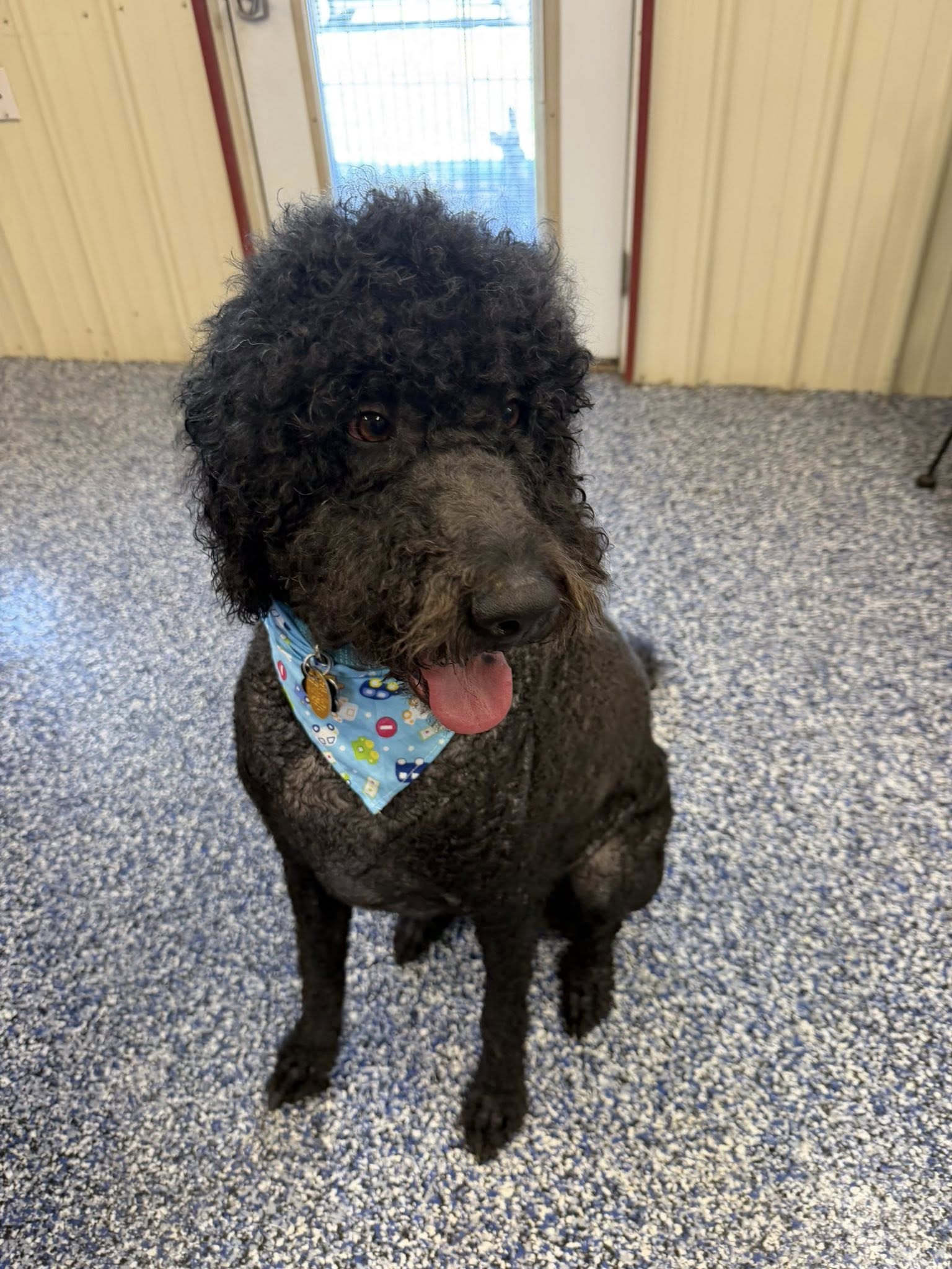 All Paws Inn Pet Motel & Spa Tahlequah