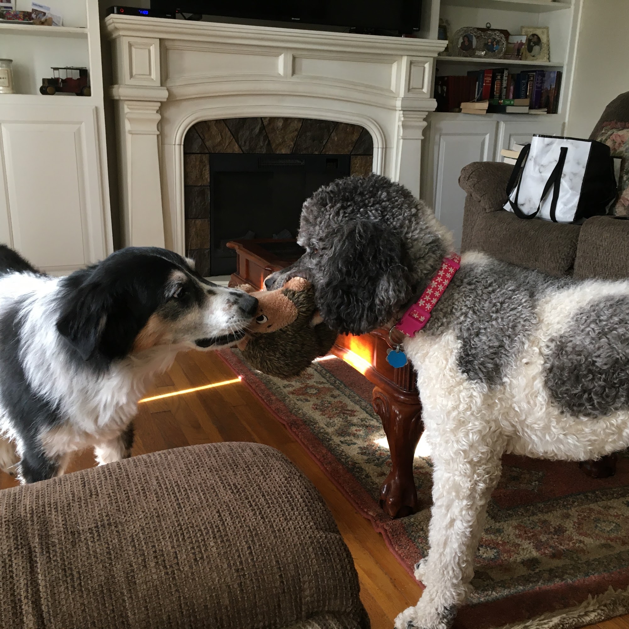 All Paws Inn Pet Motel & Spa Tahlequah