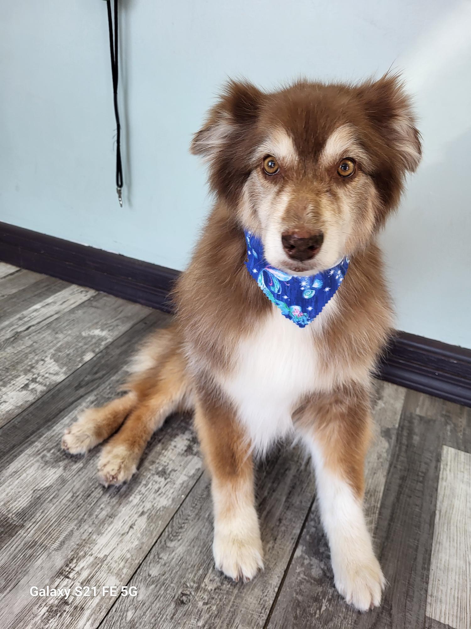 Le Filthy Pooche Tahlequah