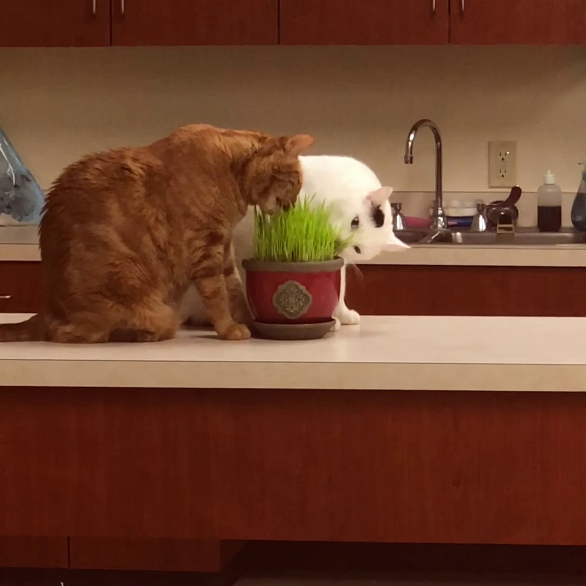 Care Animal Hospital Tulsa