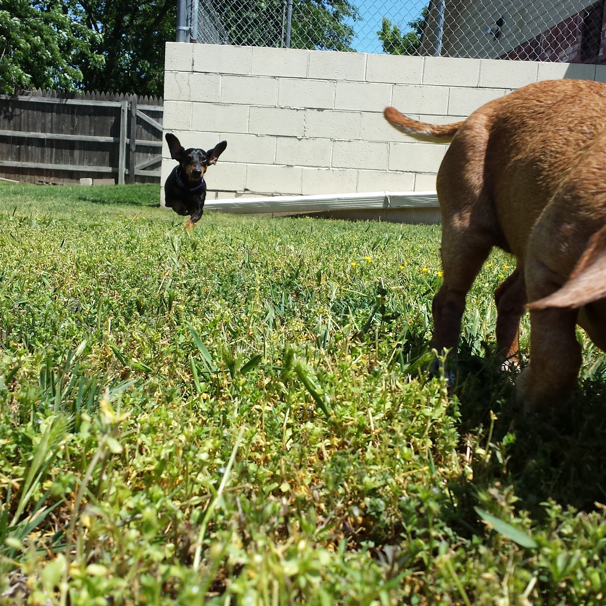 Valley Glen Veterinary Hospital Tulsa