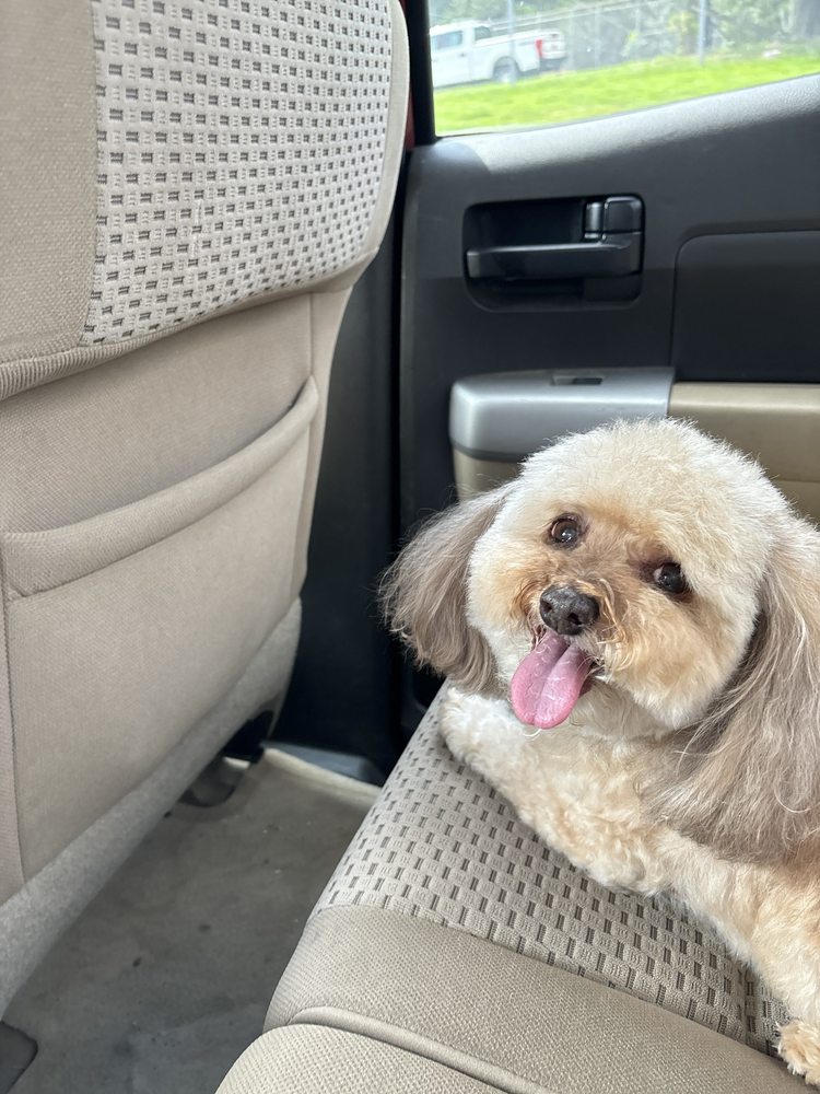 Patty Terri's Grooming Tulsa