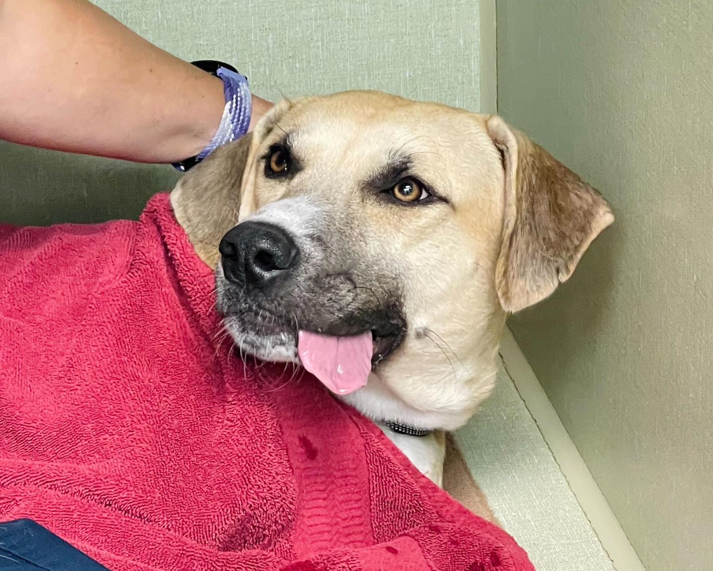 Veterinary Associates Tulsa