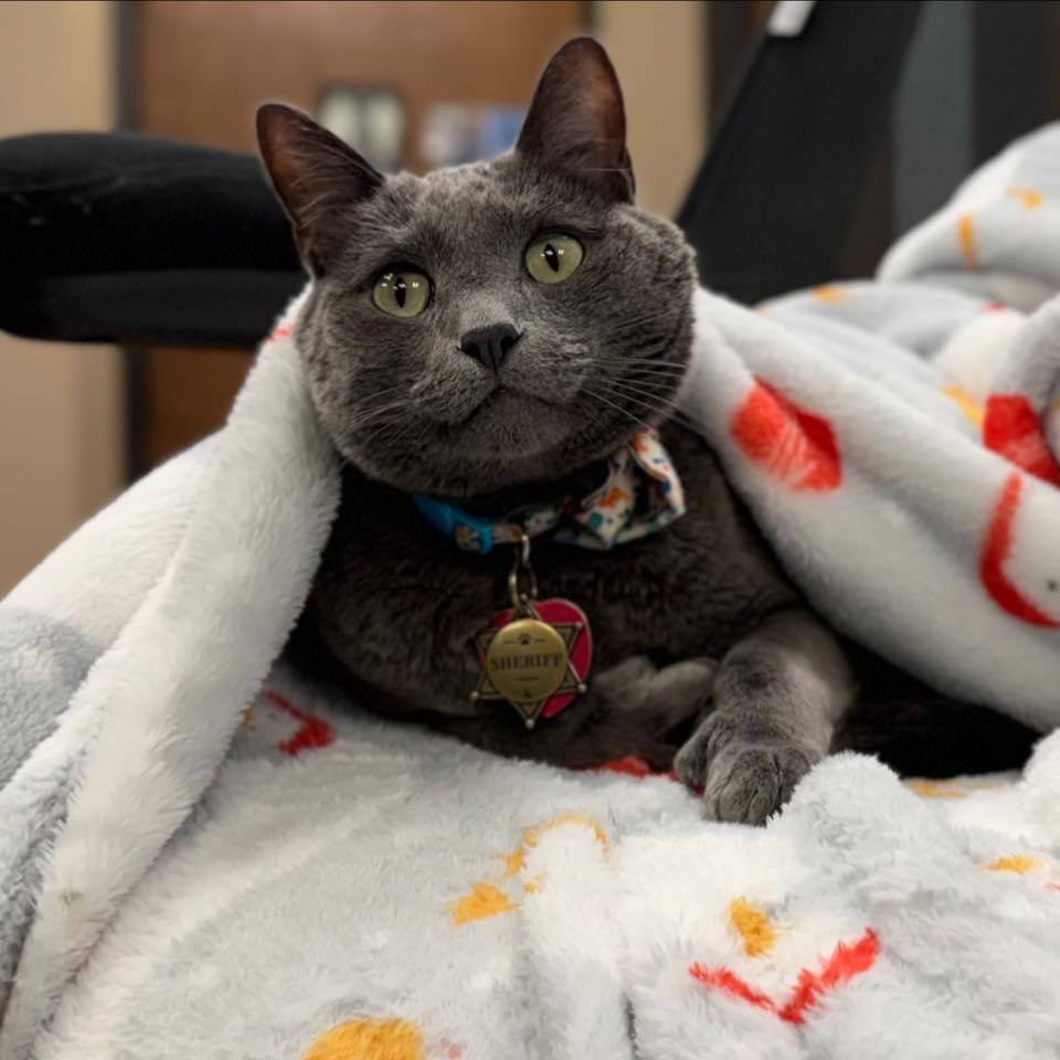 Chimney Hills Animal Hospital Tulsa