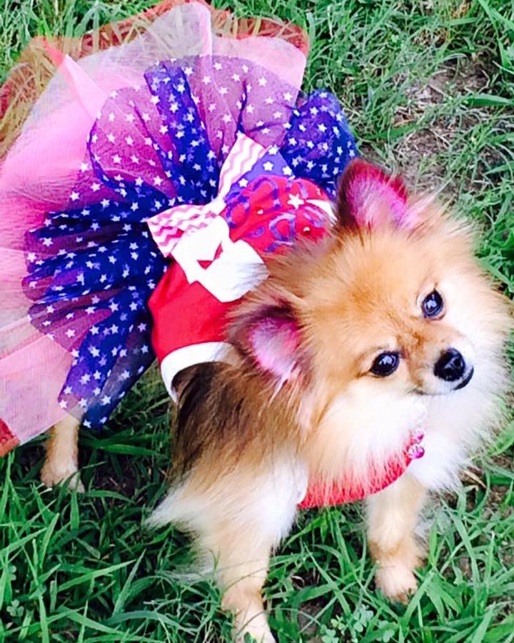 Lisa’s diva dogs Tulsa