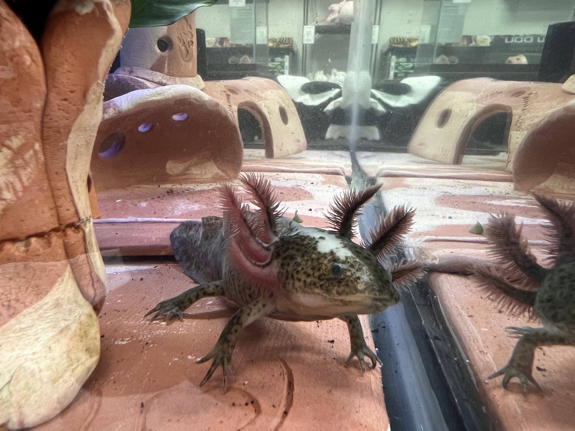 Axolotls Tulsa Tulsa