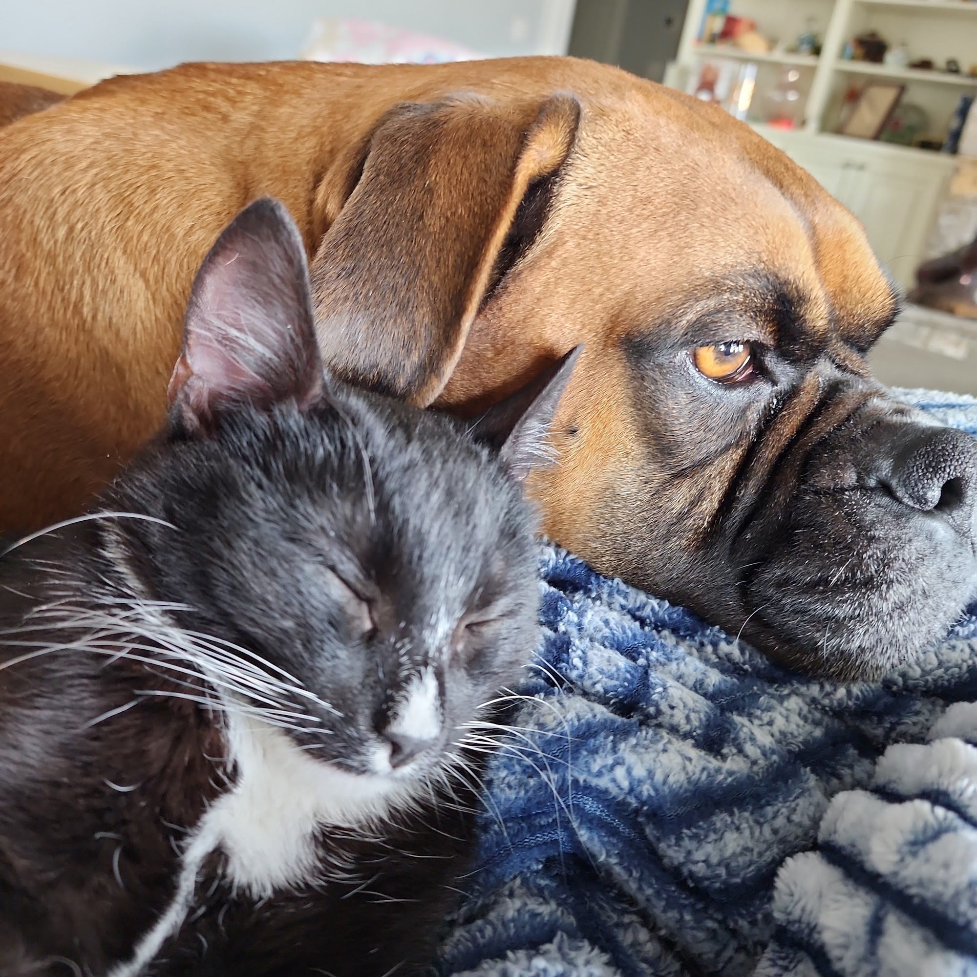 Crestwood Crossing Animal Hospital, LLC Tulsa