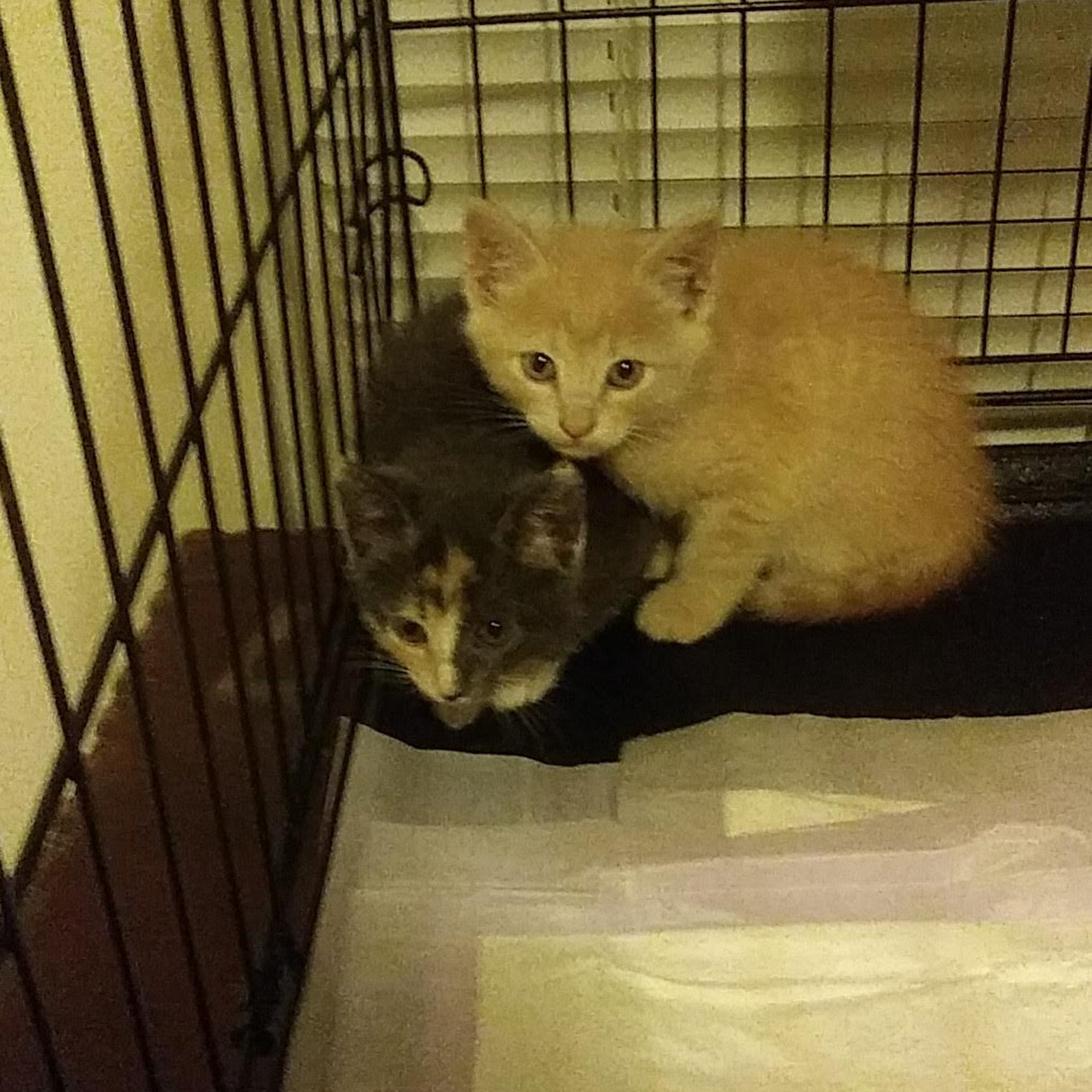 The Dog House, Spa, & Resort Tulsa