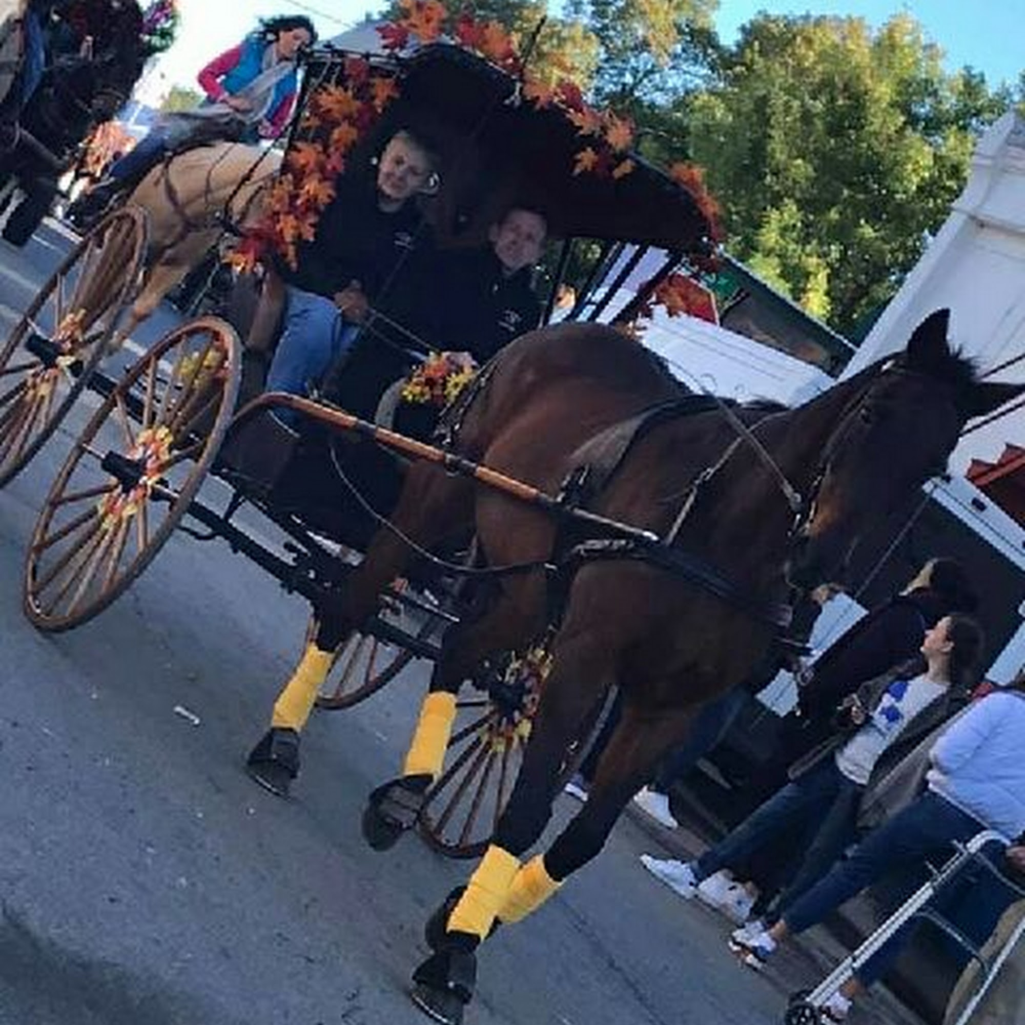 Marcotte Veterinary Clinic, P.C. Vinita