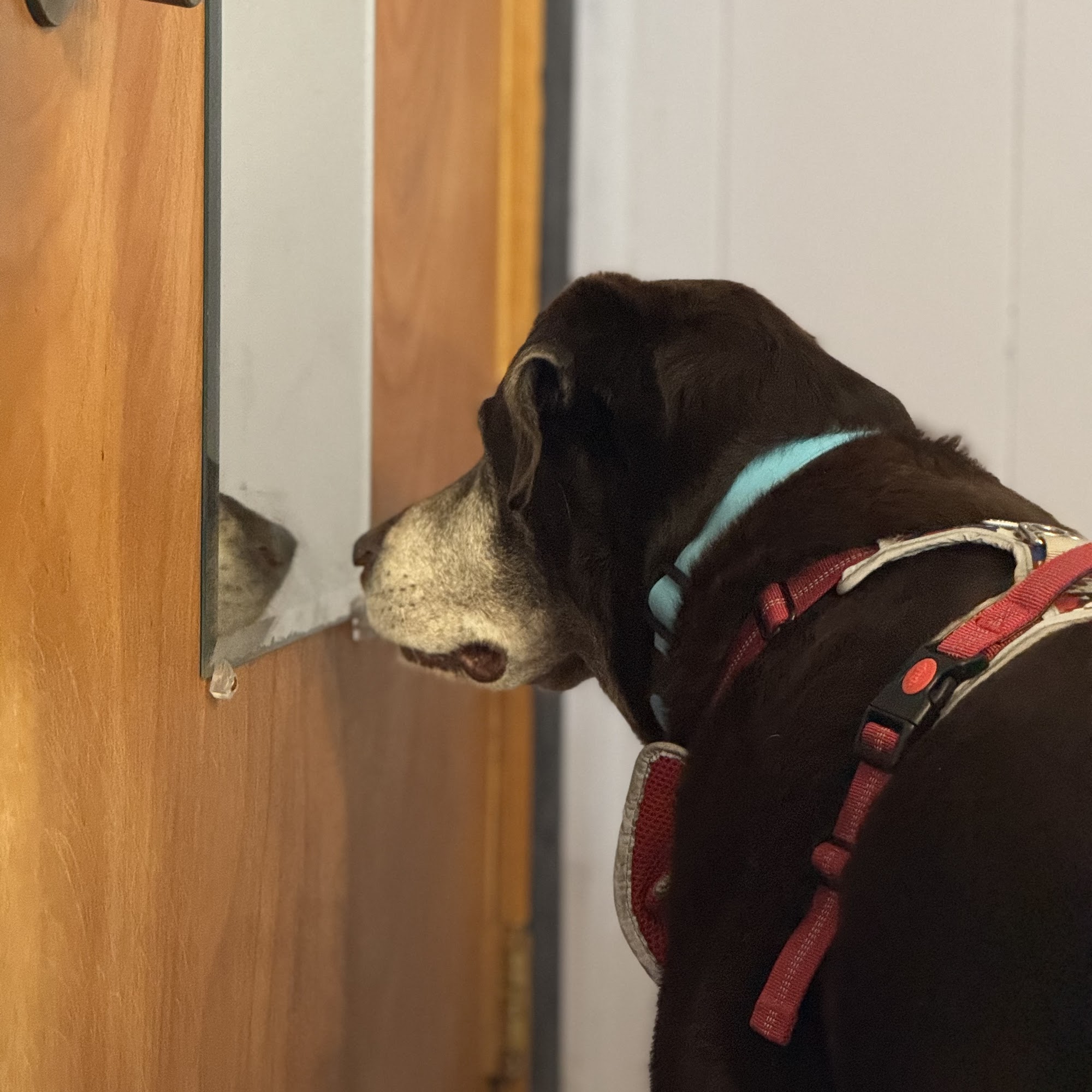 Animal Clinic of Wagoner Wagoner