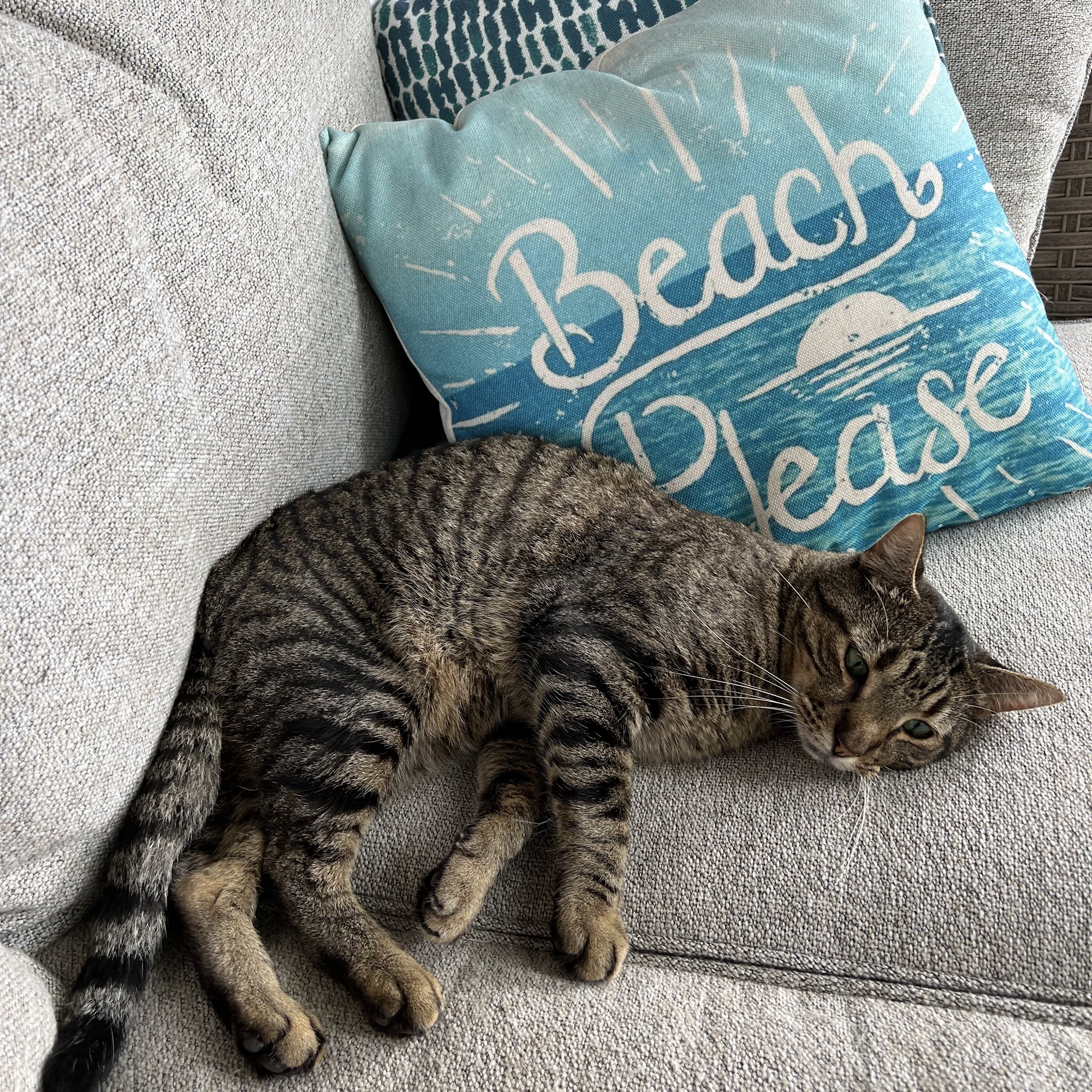 Vaughn Brooke DVM Warr Acres