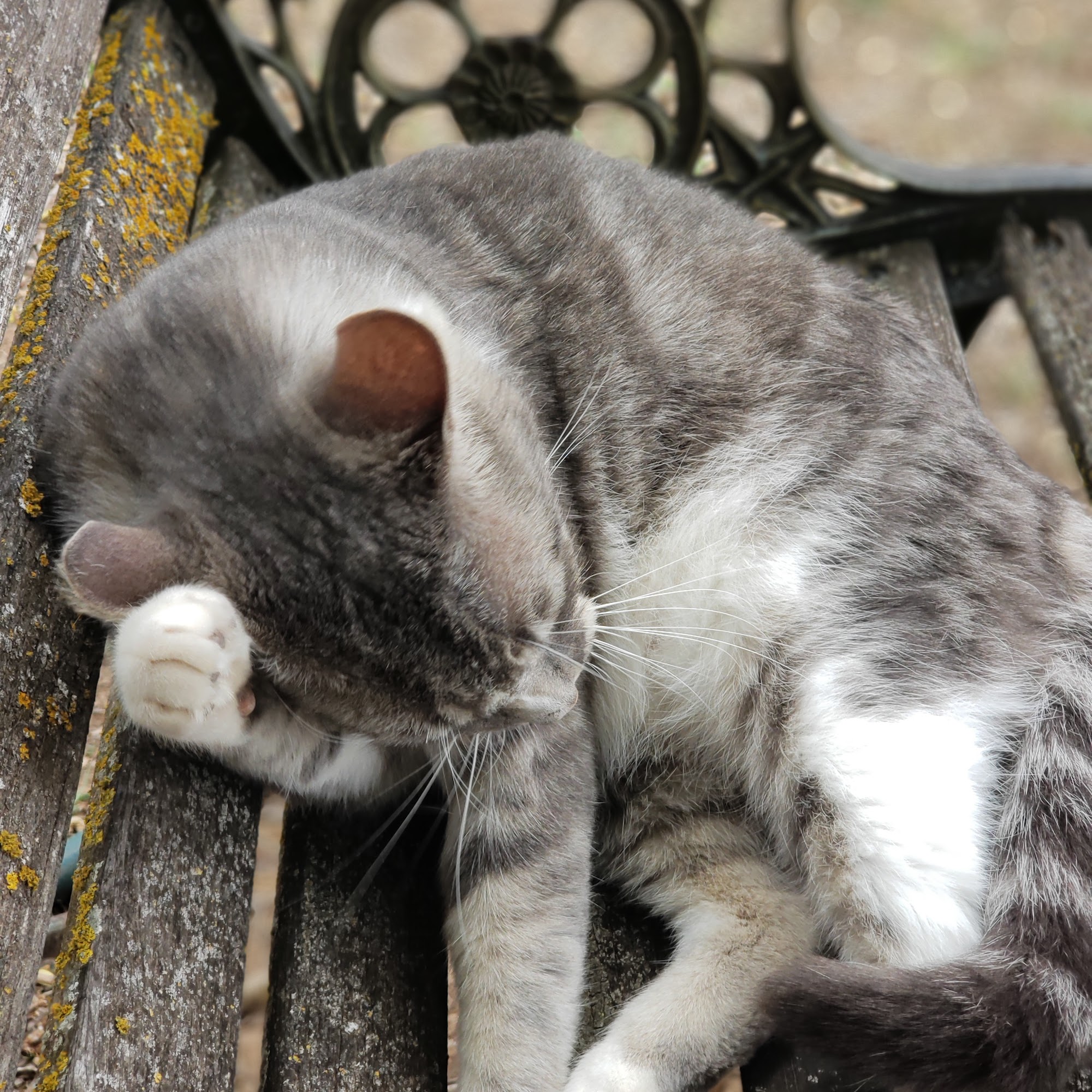 All Creatures Animal Hospital Weatherford