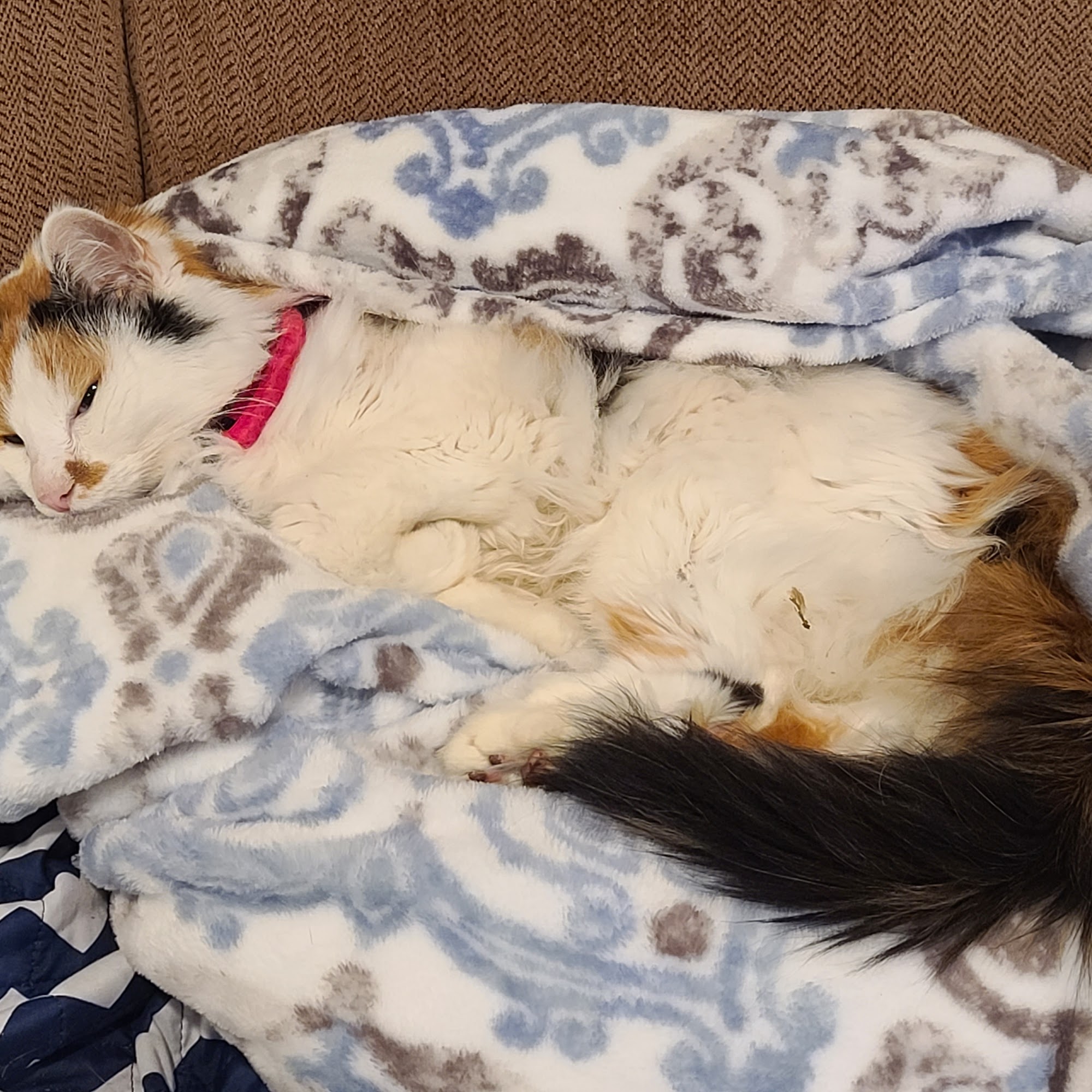 Forwoodson Vet Services Wilburton