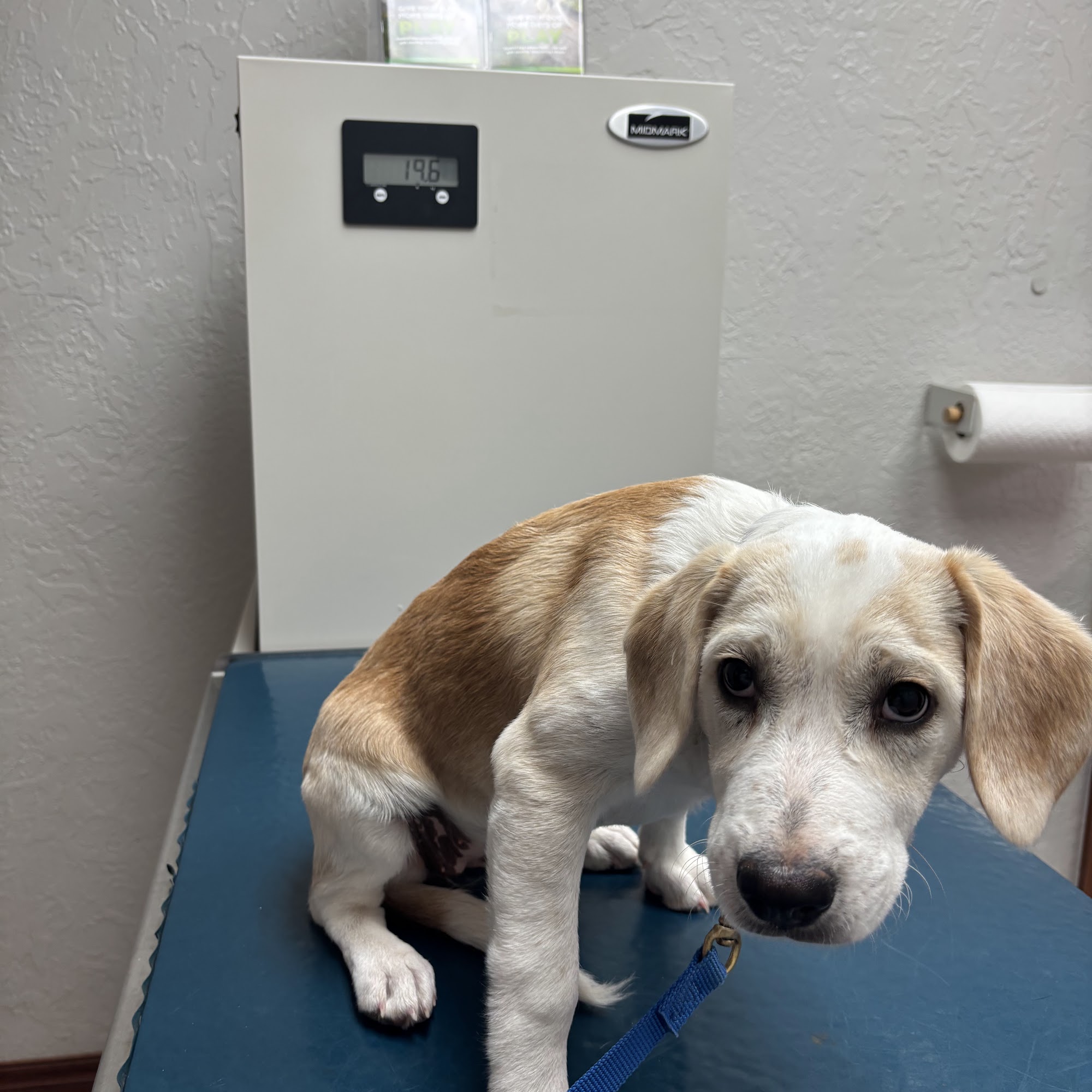 Woodward Animal Hospital Woodward