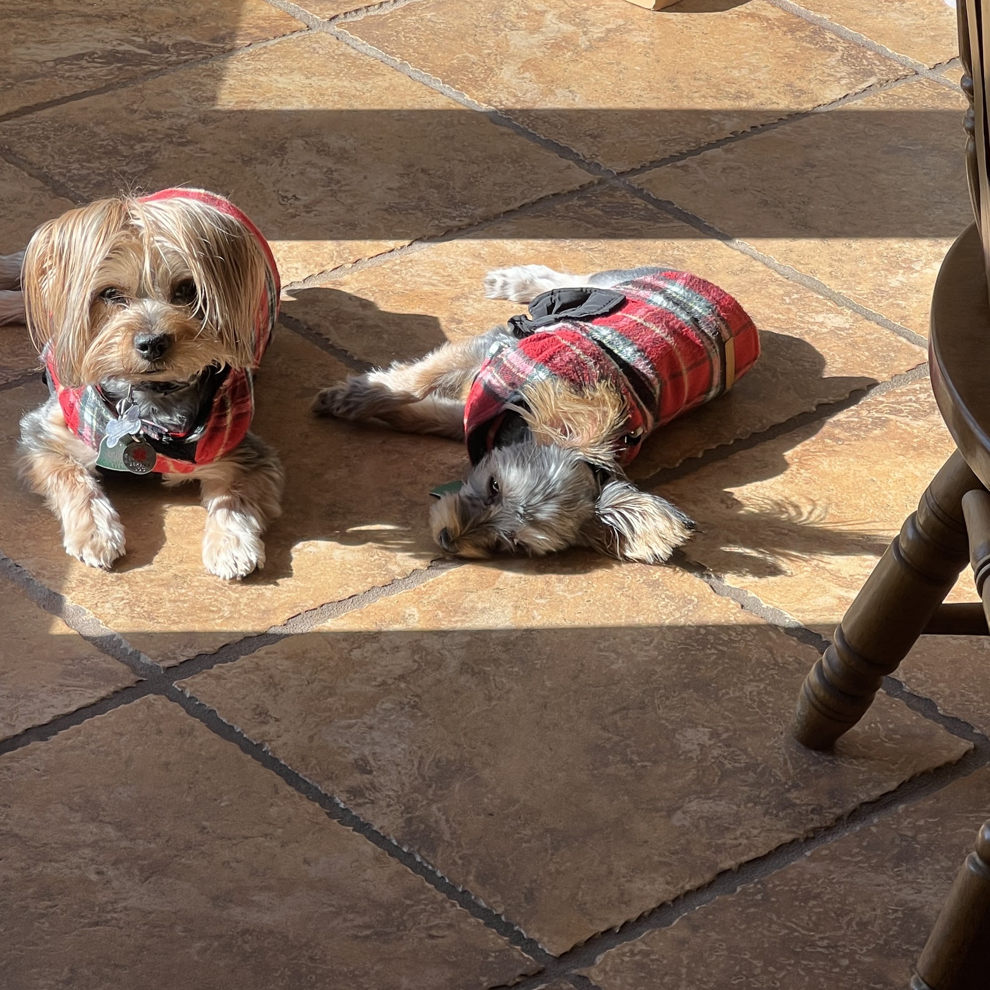 Tri-State Veterinary Hospital Woodward