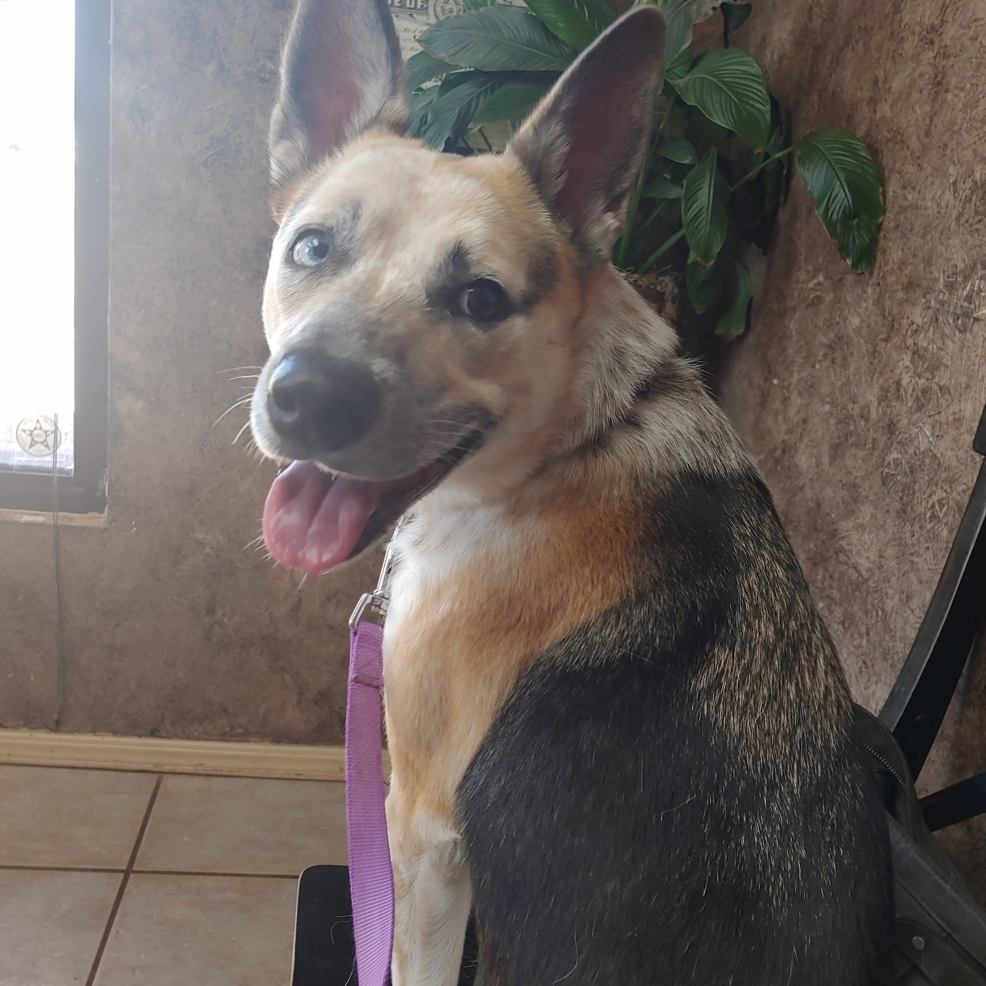 West Yukon Animal Hospital: Epperson T K DVM Yukon