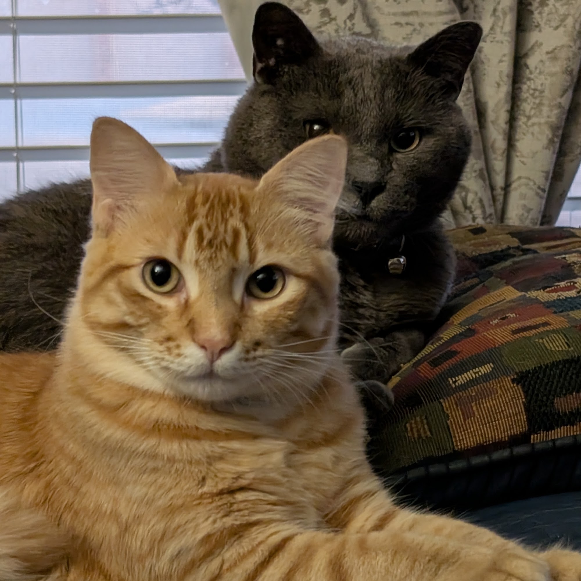 Yukon Pet Care Clinic Yukon