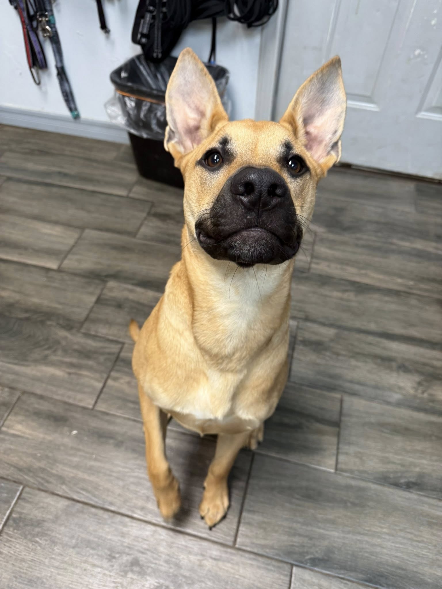 K9 University Dog Training OKC Yukon